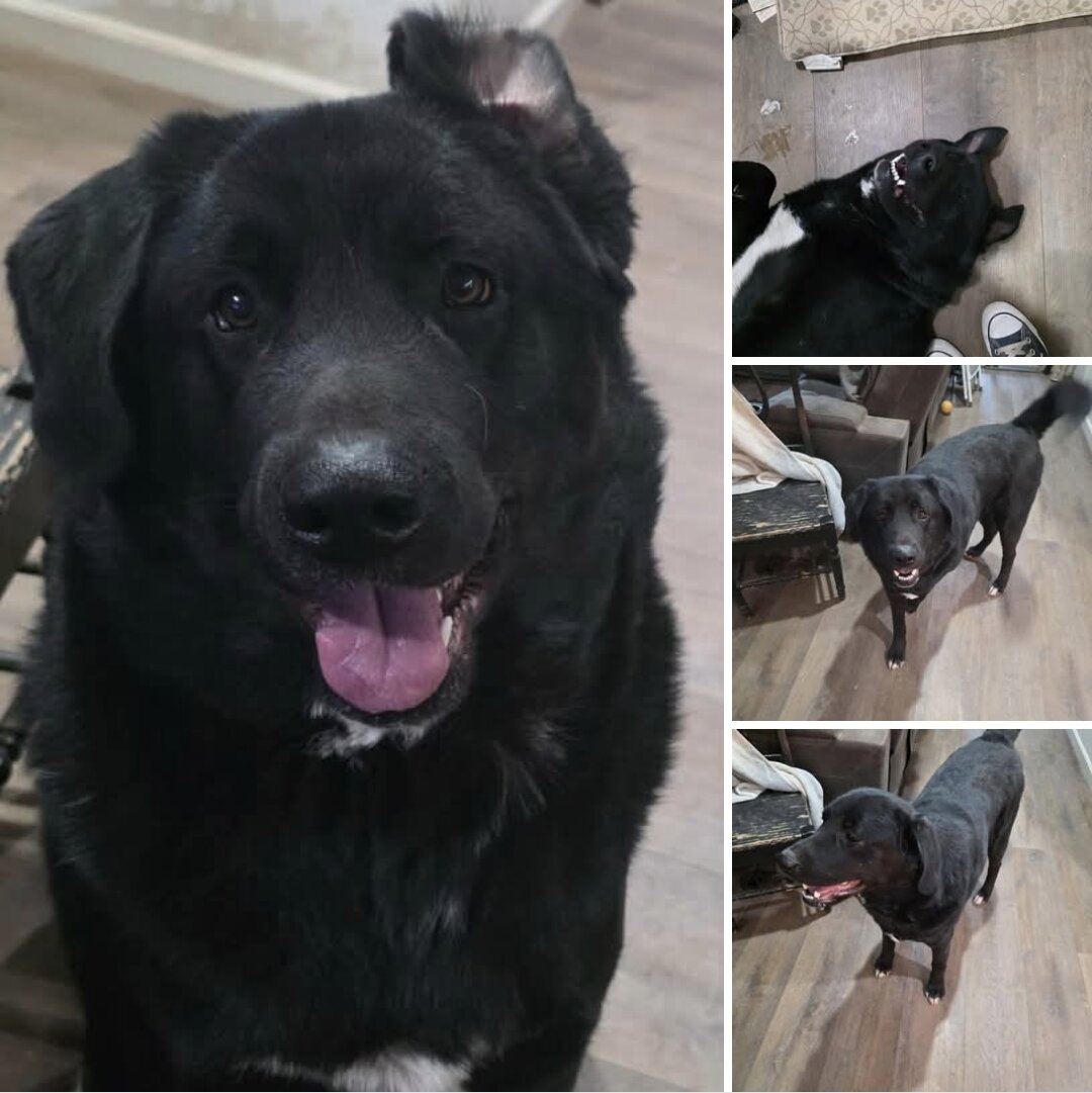 Titan- Akita/Great Pyrenees image 1