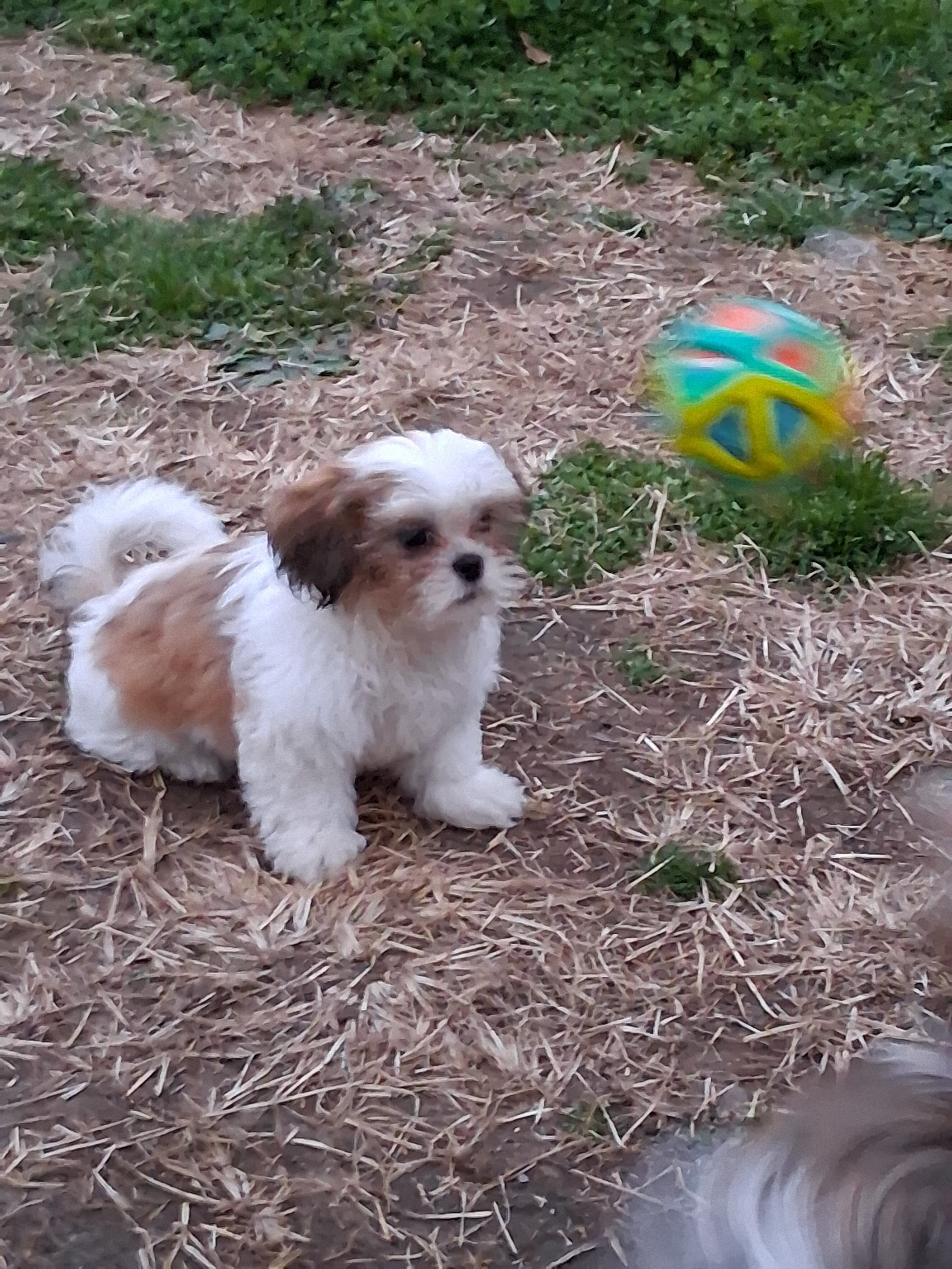 Puppies Shih Tzus image 1
