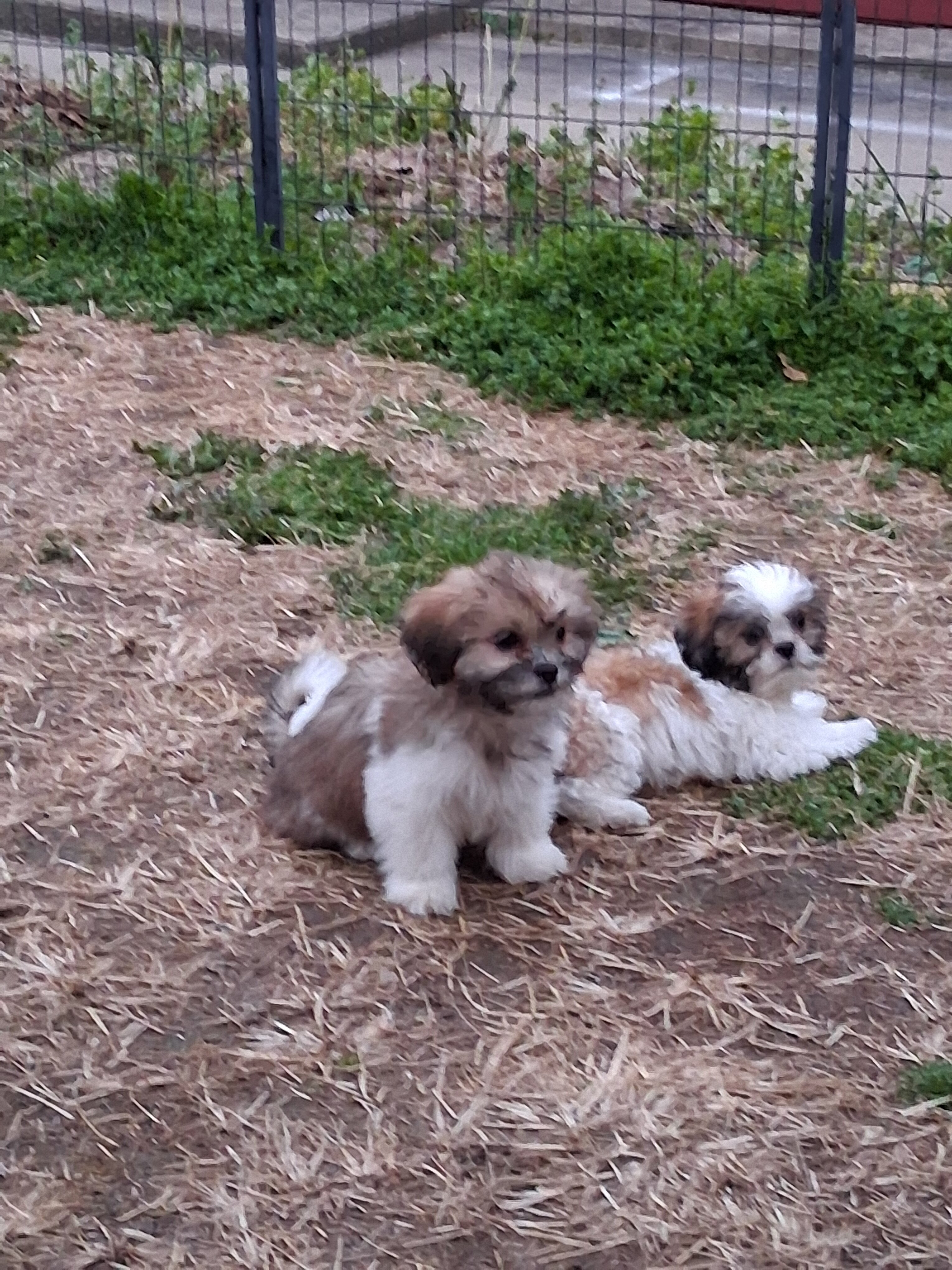 Puppies Shih Tzus image 2