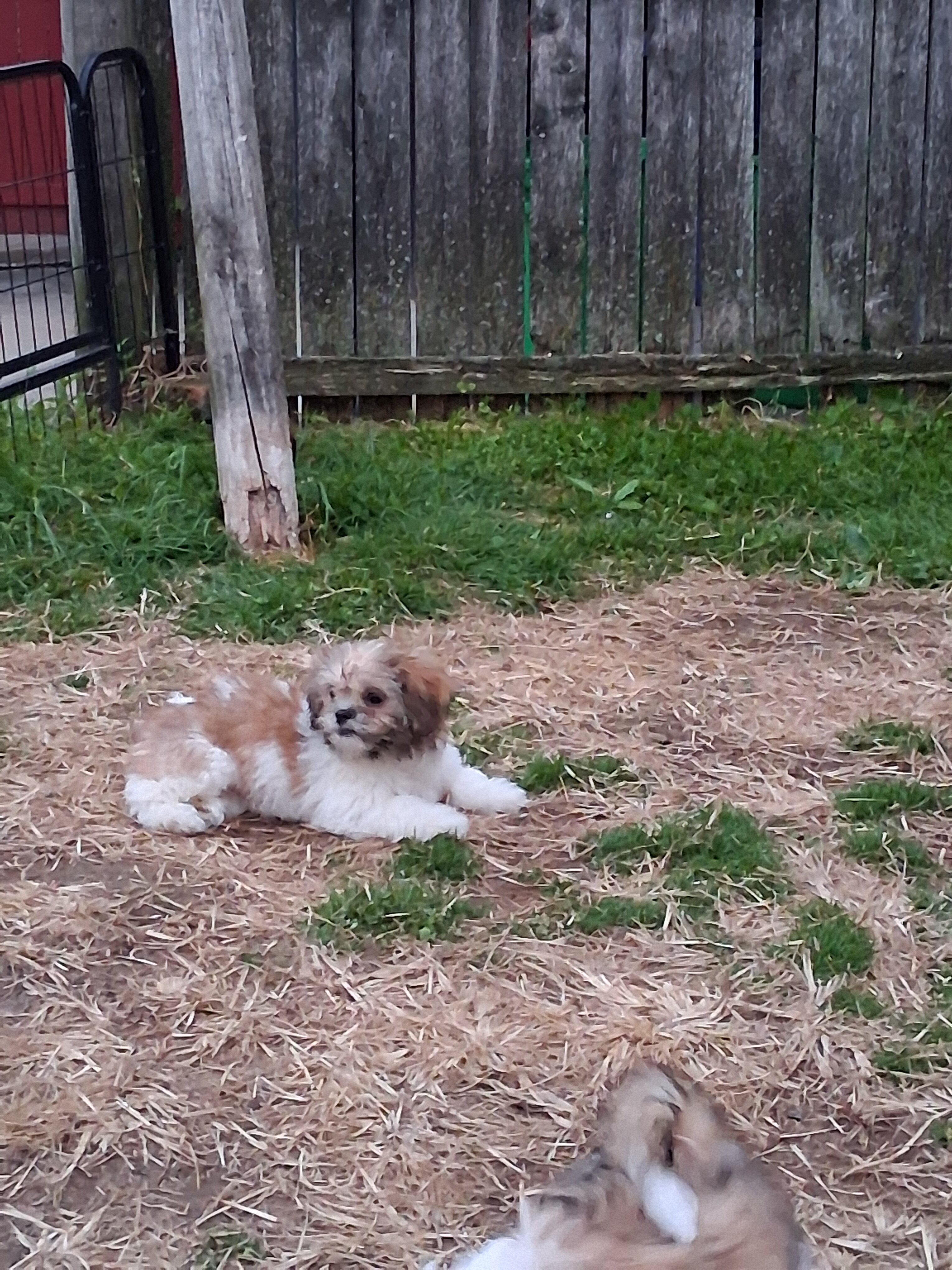 Puppies Shih Tzus image 3