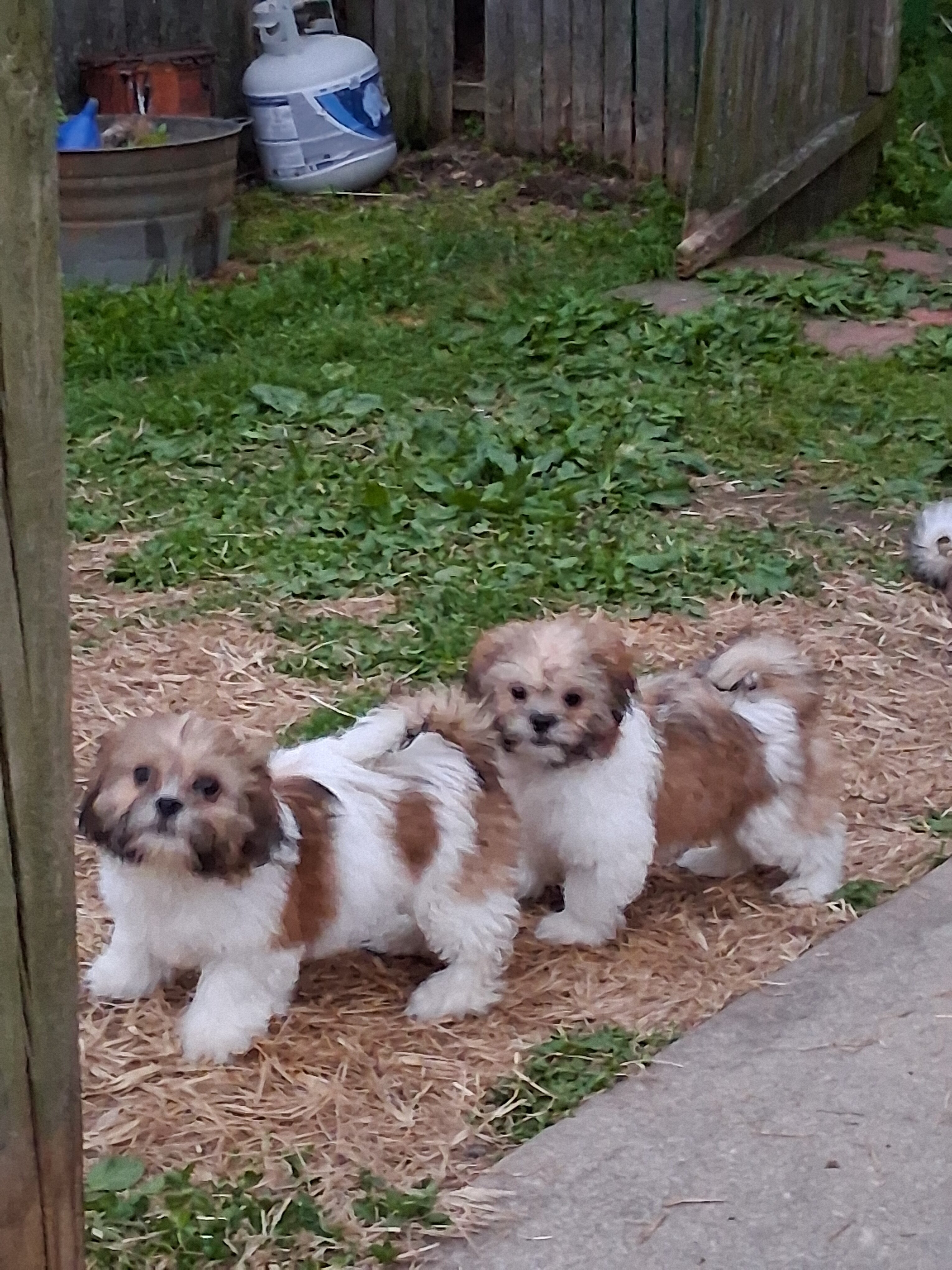 Puppies Shih Tzus image 4