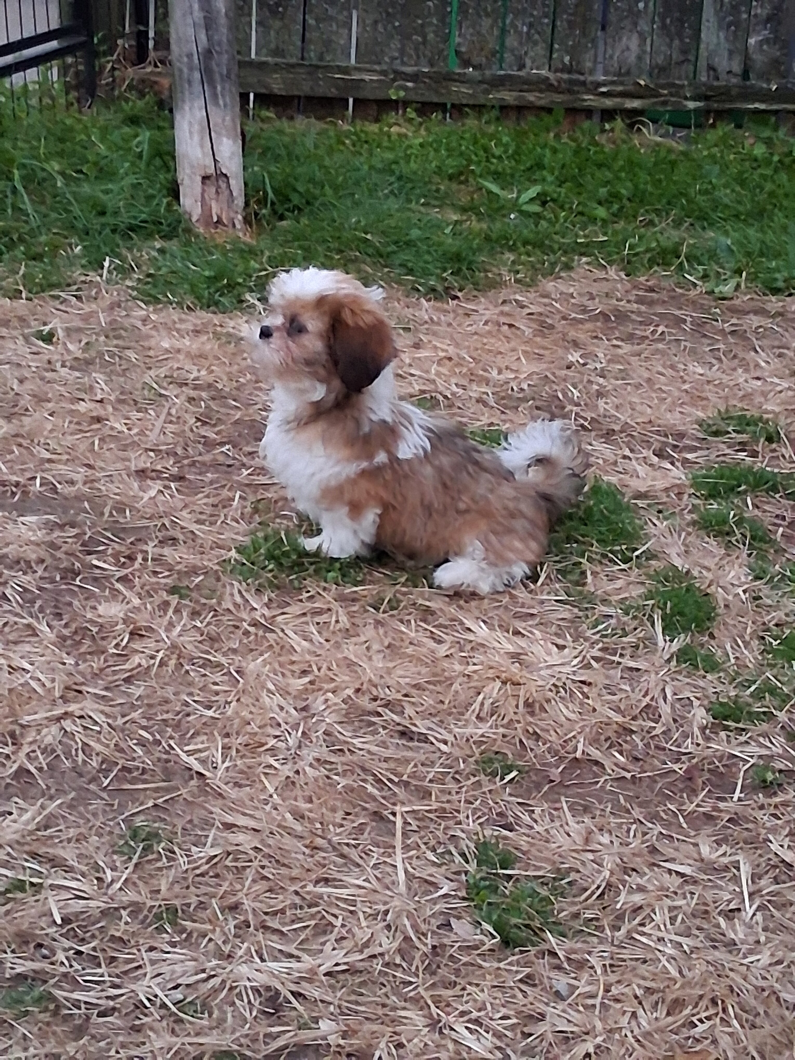 Puppies Shih Tzus image 5