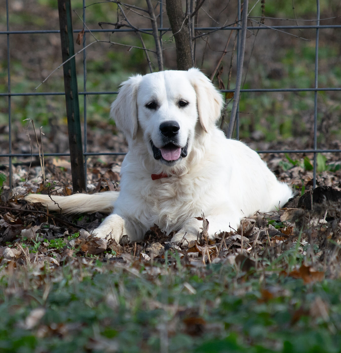 English Cream Golden Retriever Puppies image 3