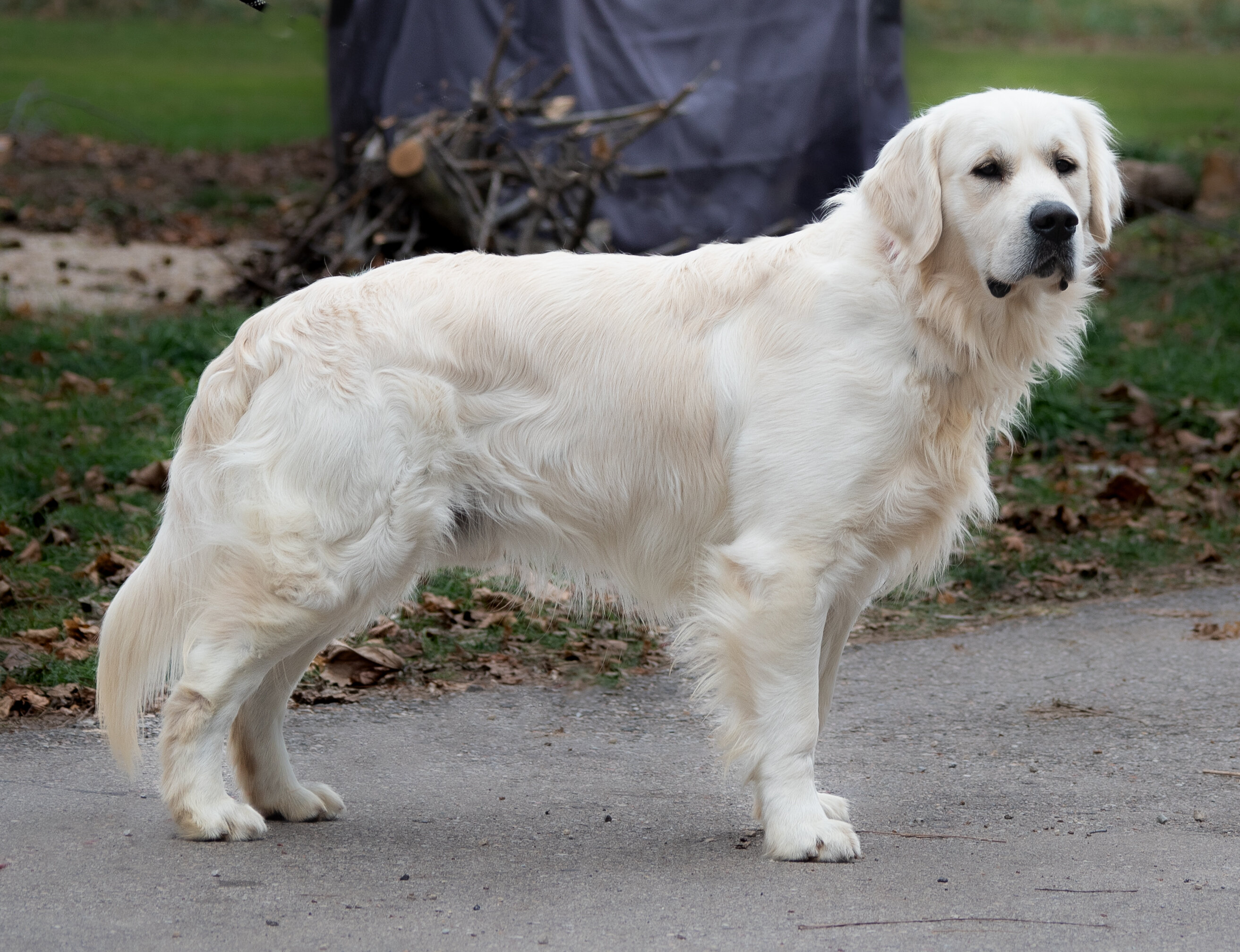 English Cream Golden Retriever Puppies image 2