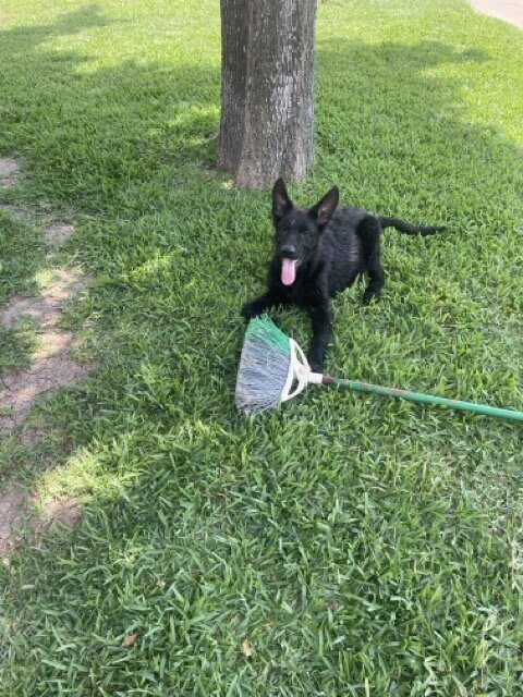 Black German Shepherd image 2