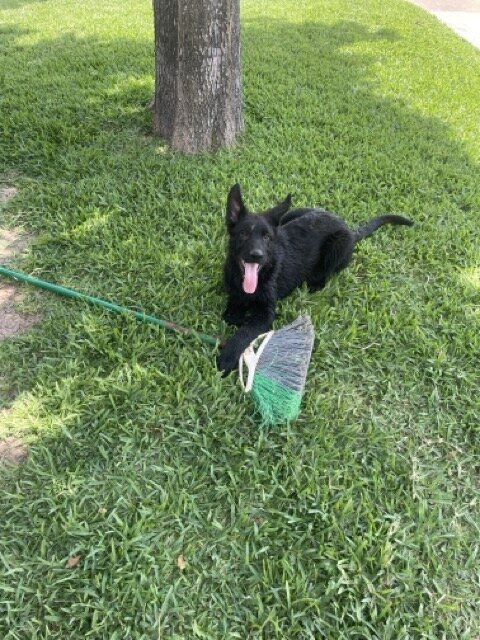 Black German Shepherd image 1