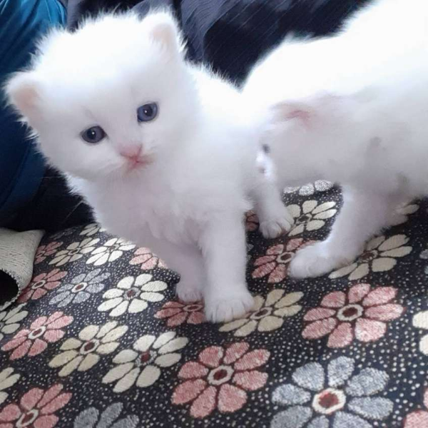 Persian kittens image 1