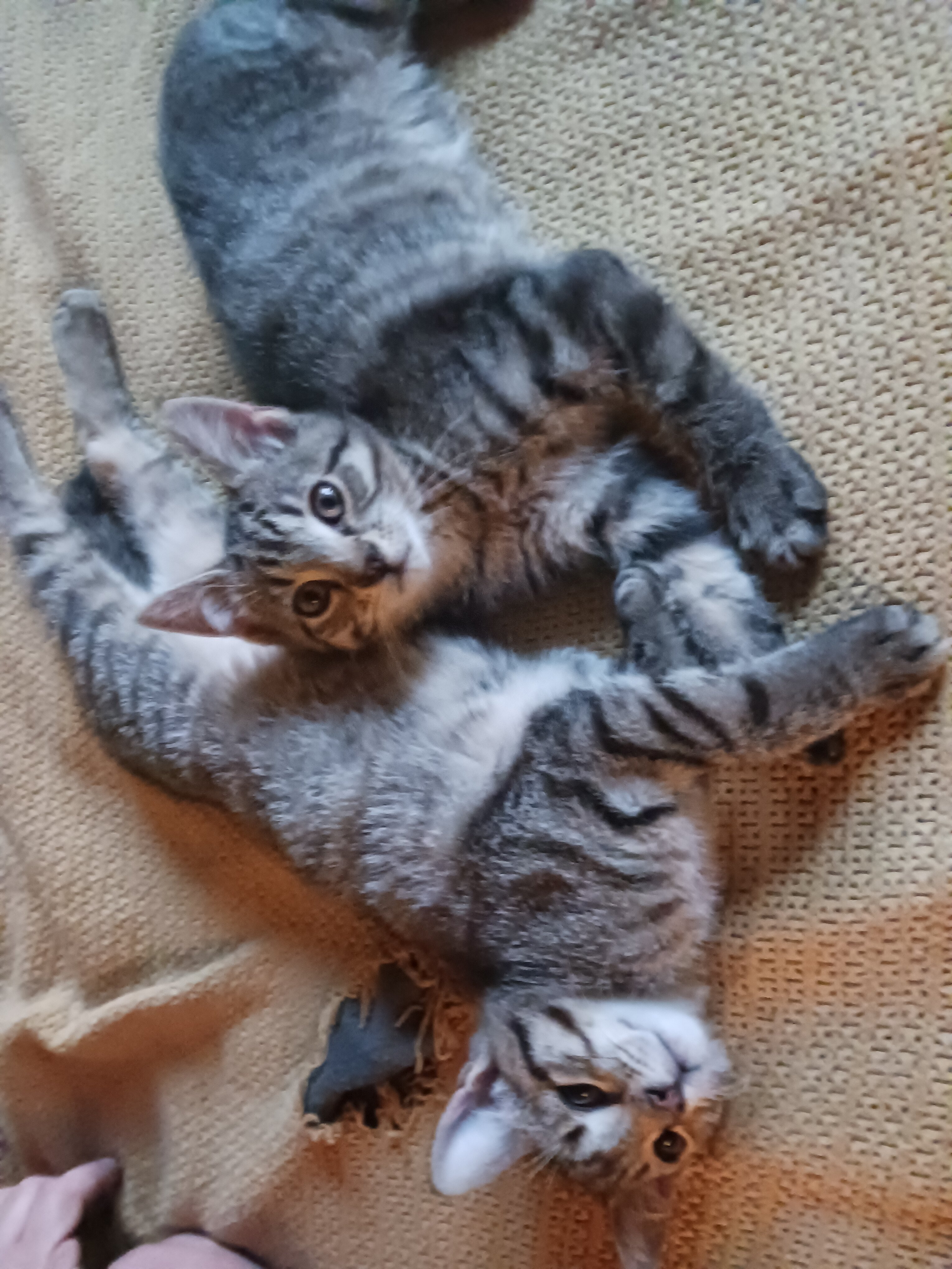Kittens image 1