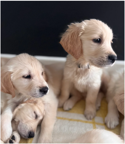 Golden Retriever puppies image 1