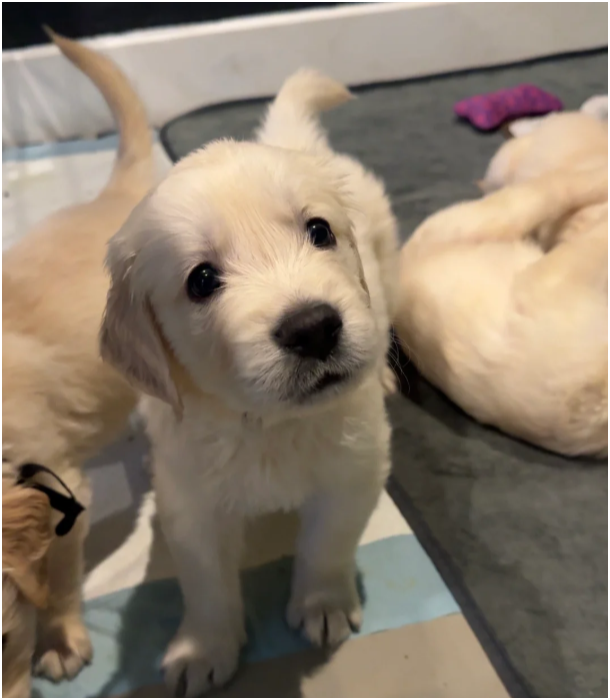 Golden Retriever puppies image 5