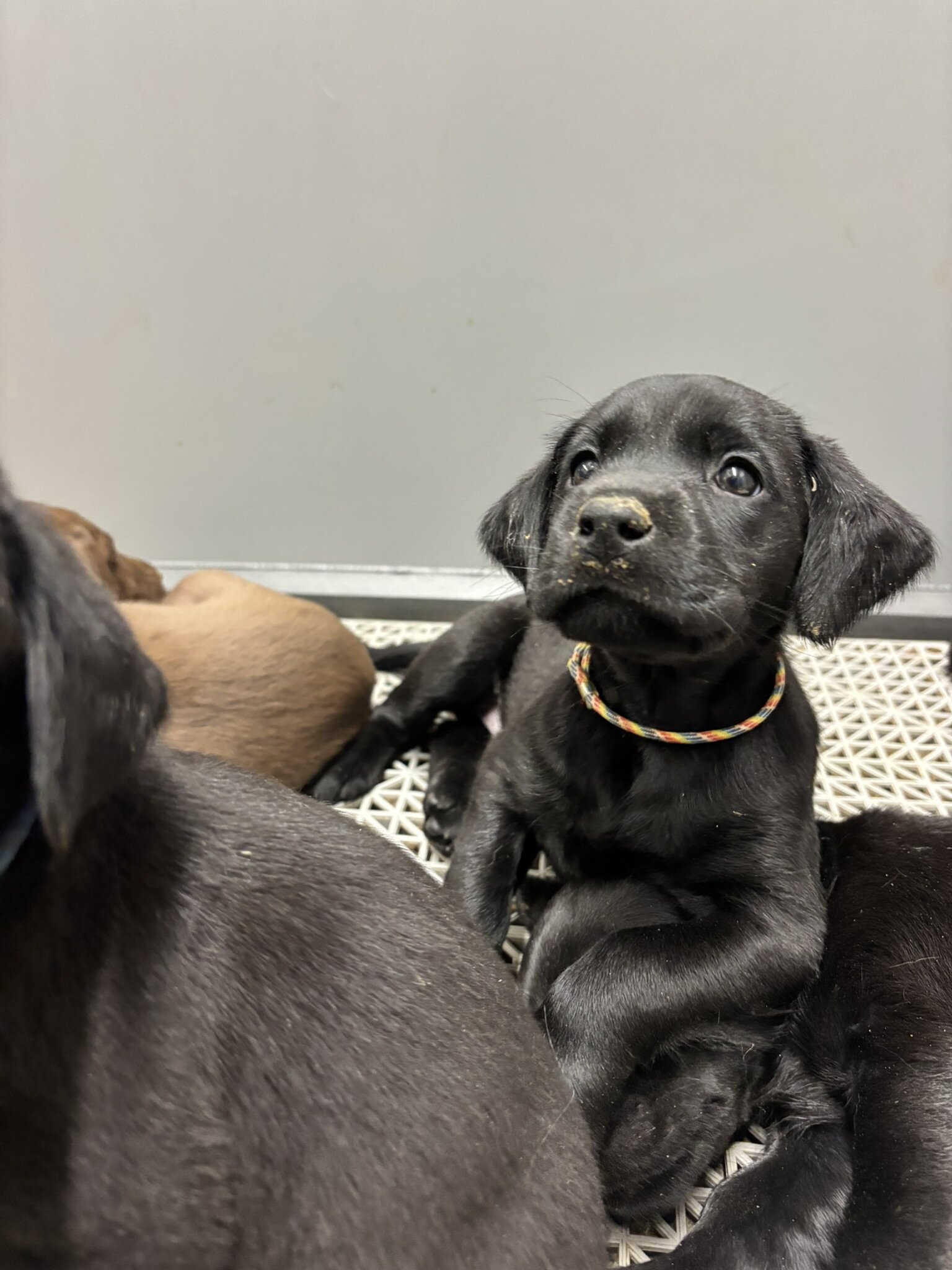 Labrador Retrievers image 2