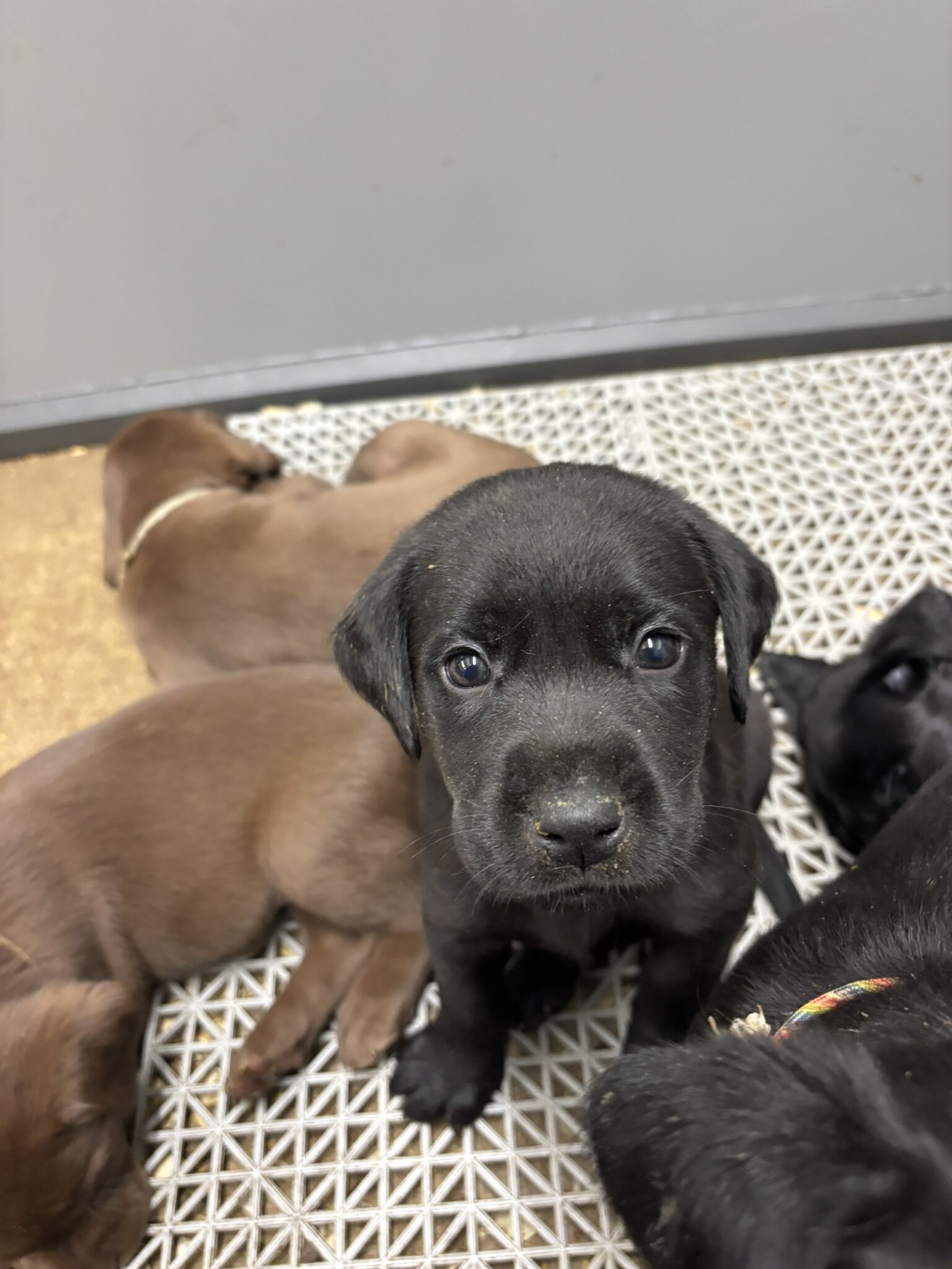 Labrador Retrievers image 1