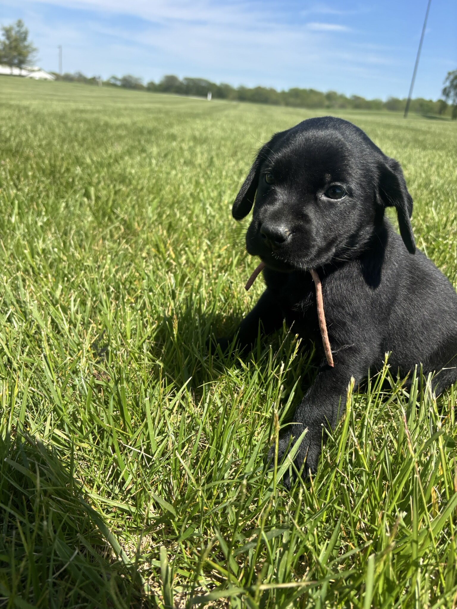 Labrador Retrievers image 4