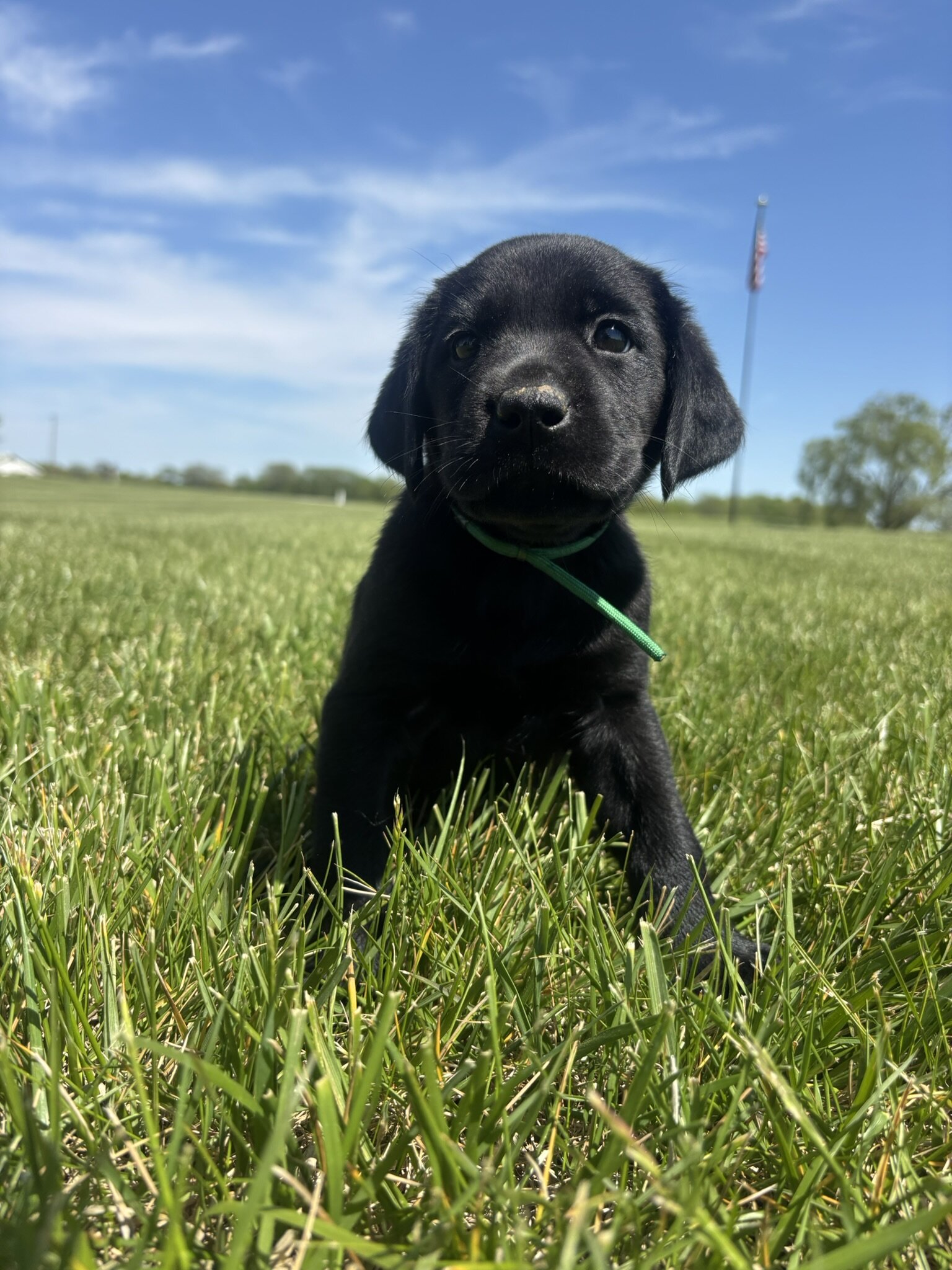 Labrador Retrievers image 3