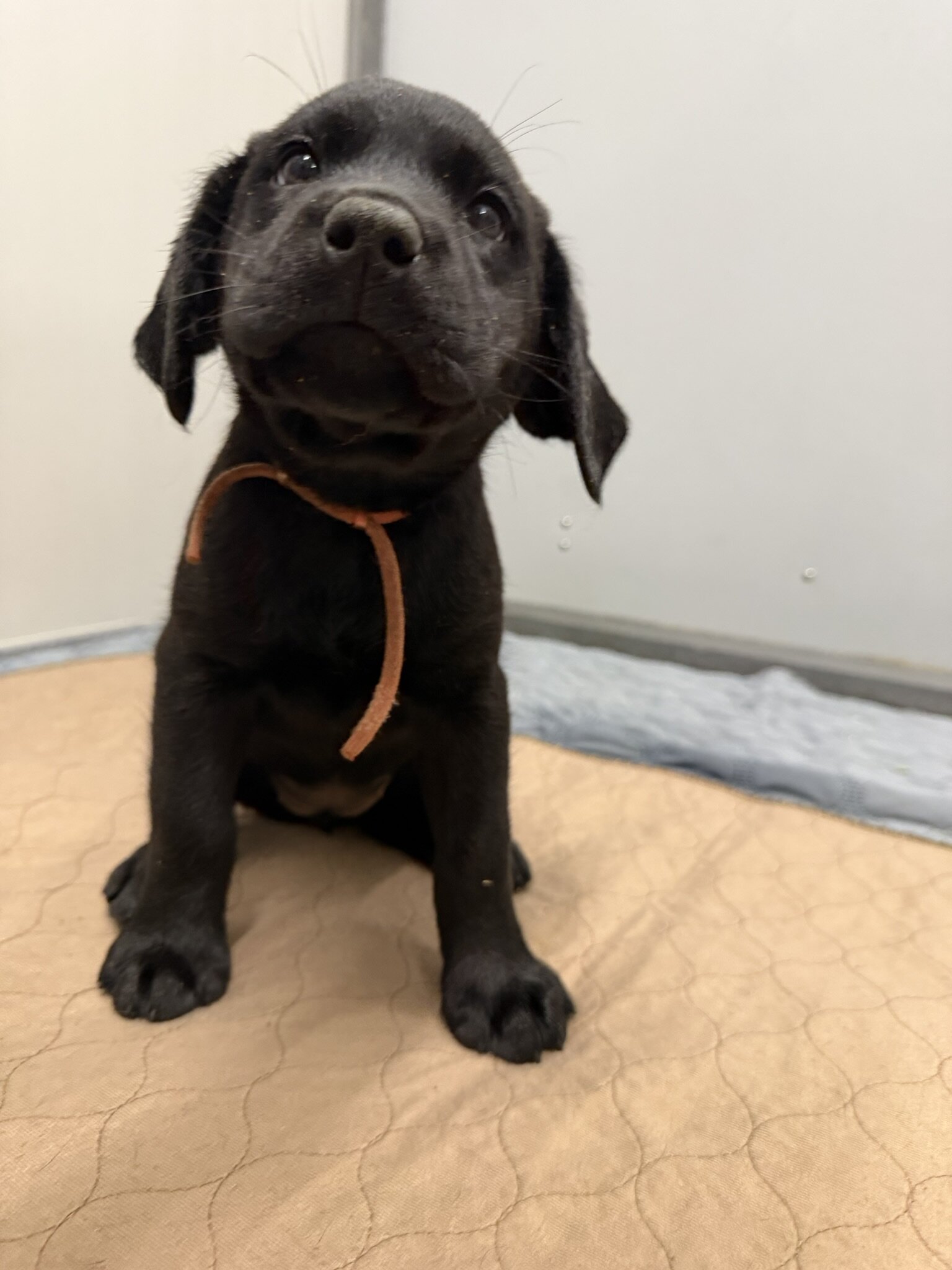 Labrador Retrievers image 5