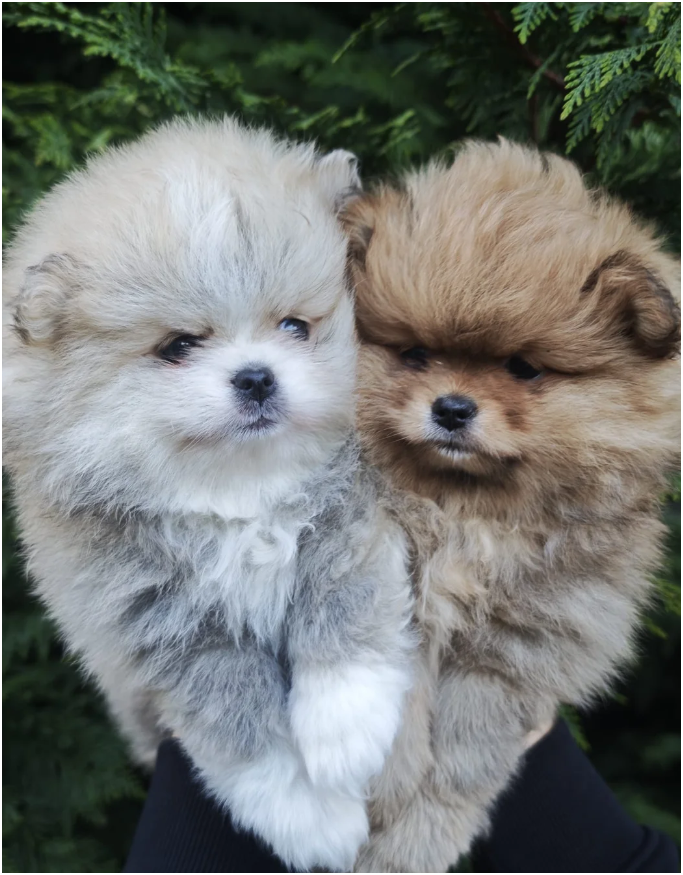 Adorable Pomeranian Puppies – 1 Boy & 1 Girl Avail image 1