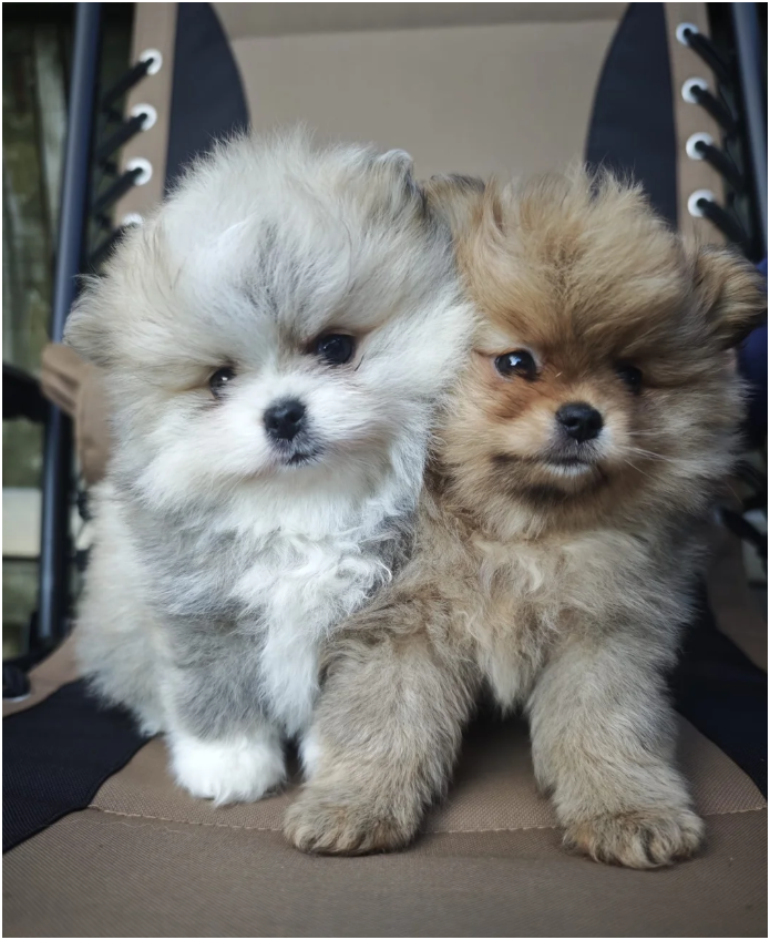 Adorable Pomeranian Puppies – 1 Boy & 1 Girl Avail image 2