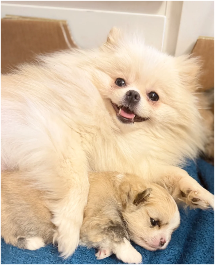 Adorable Pomeranian Puppies – 1 Boy & 1 Girl Avail image 3