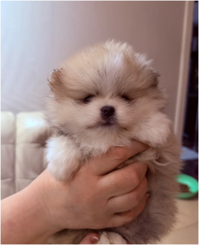 Adorable Pomeranian Puppies – 1 Boy & 1 Girl Avail image 5