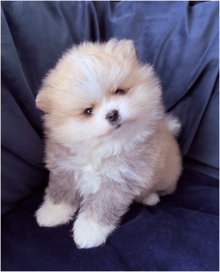 Adorable Pomeranian Puppies – 1 Boy & 1 Girl Avail image 6