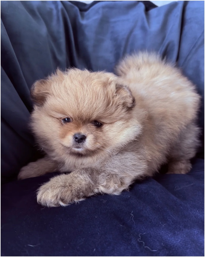 Adorable Pomeranian Puppies – 1 Boy & 1 Girl Avail image 7