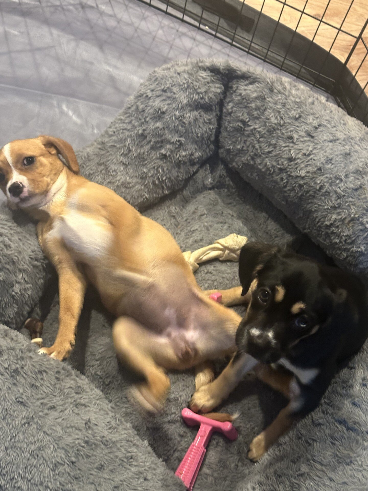 FEMALE PUPPIES 2 image 2
