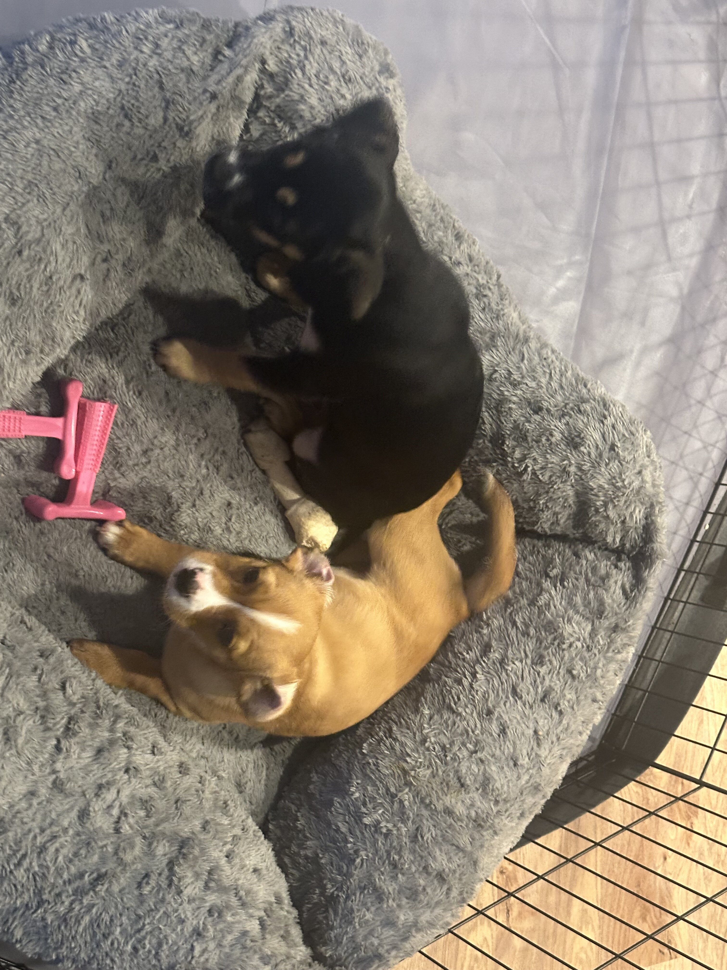 FEMALE PUPPIES 2 image 1