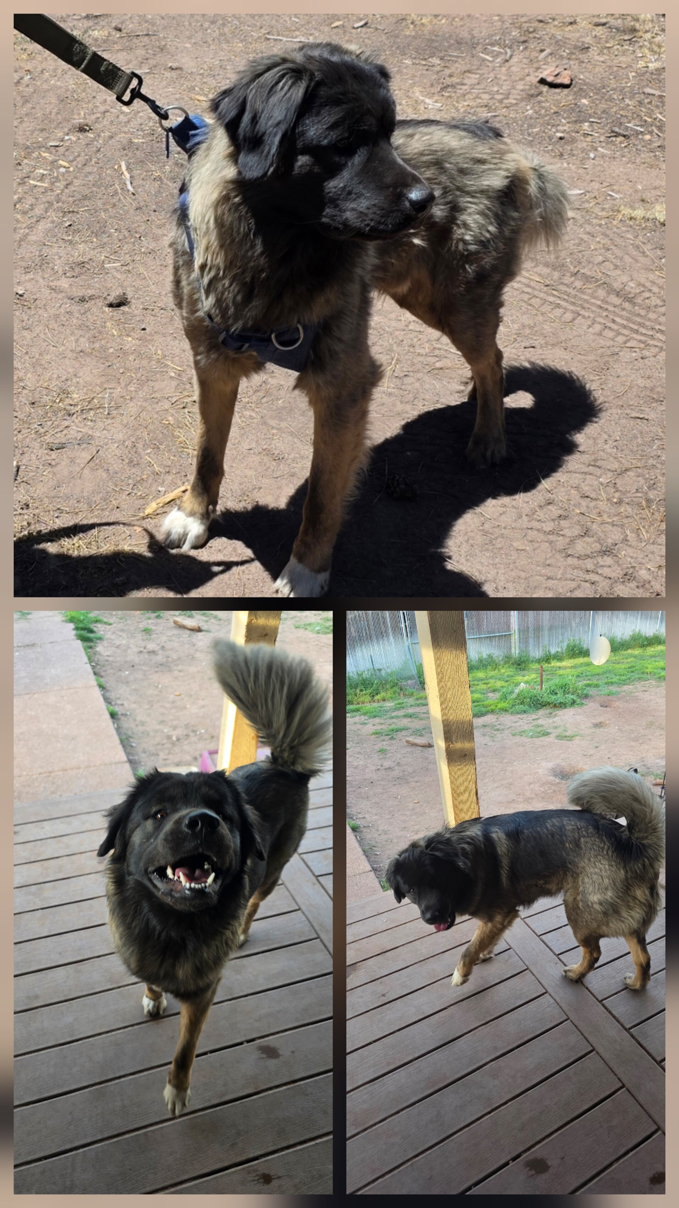 Taiyou- Akita/Great Pyrenees image 1