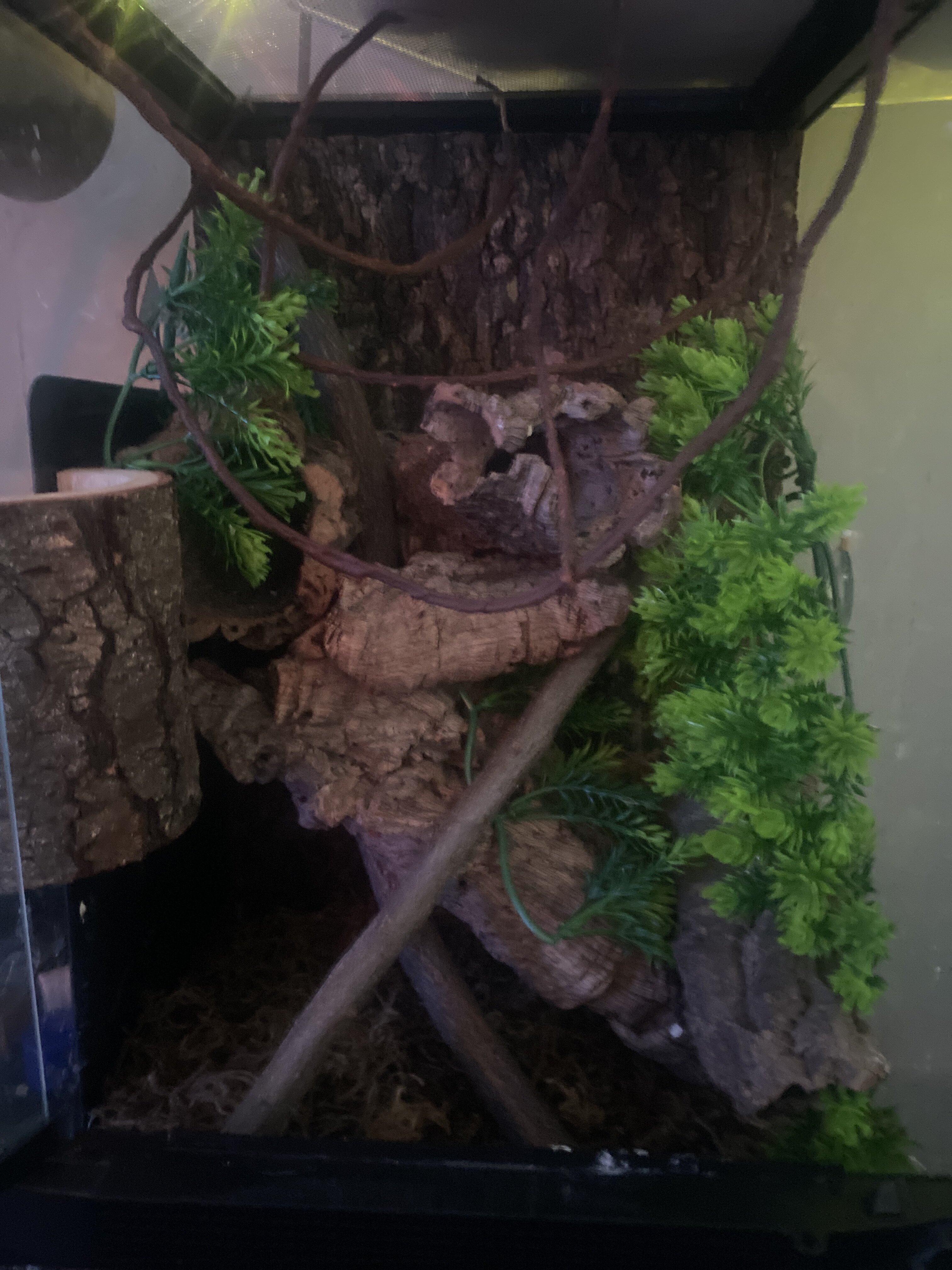 Male crested gecko image 1