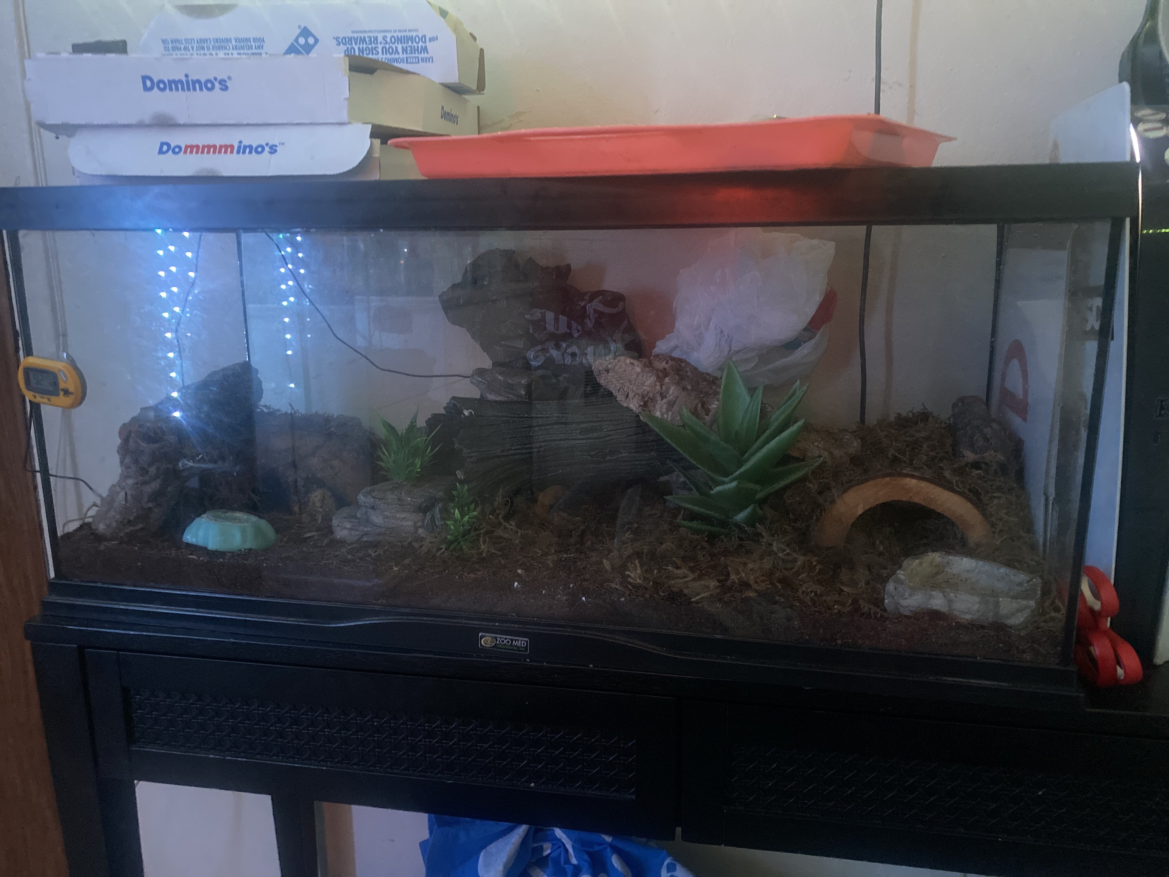 Female leopard gecko image 1