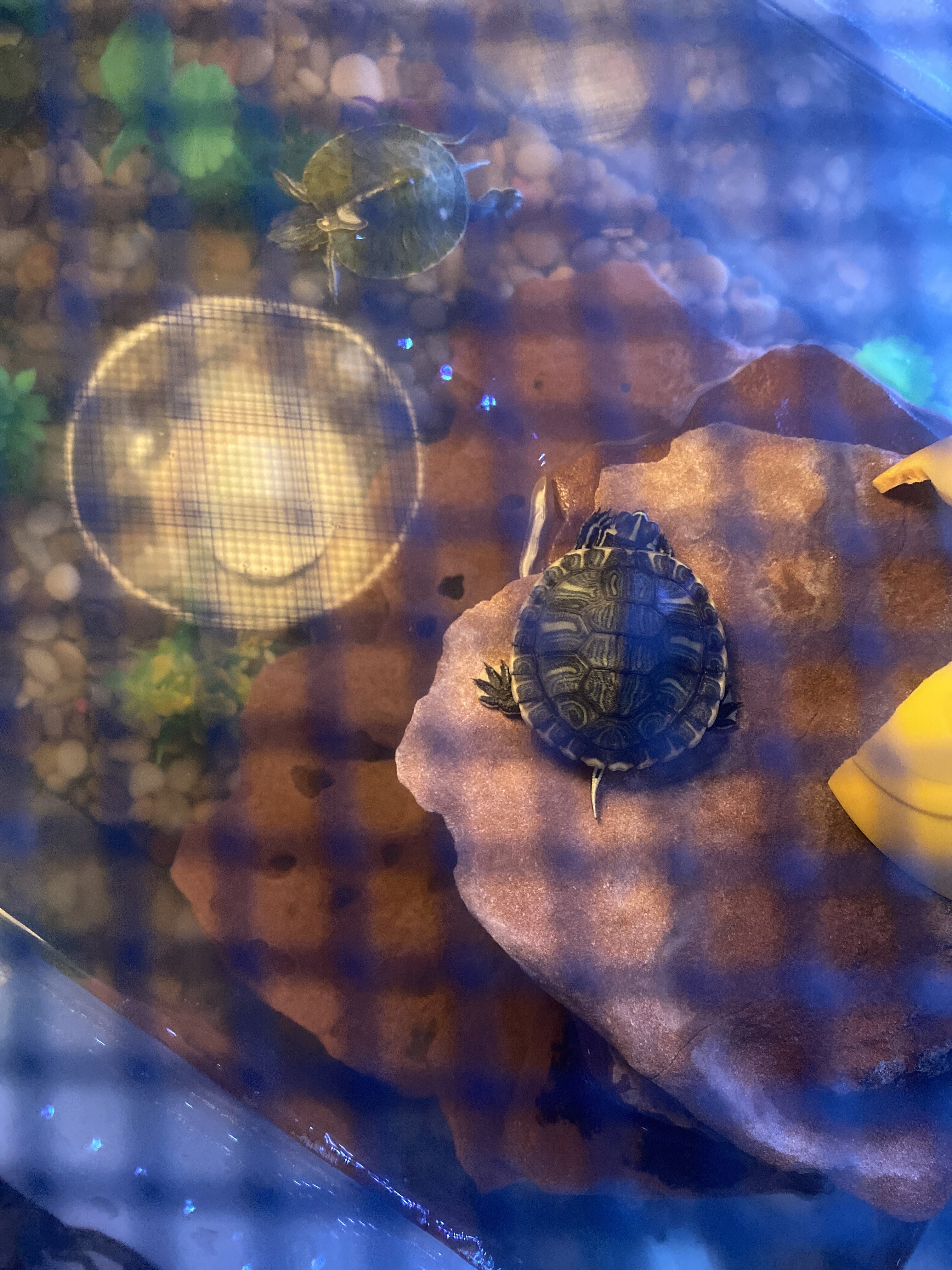 3 baby sliders image 1