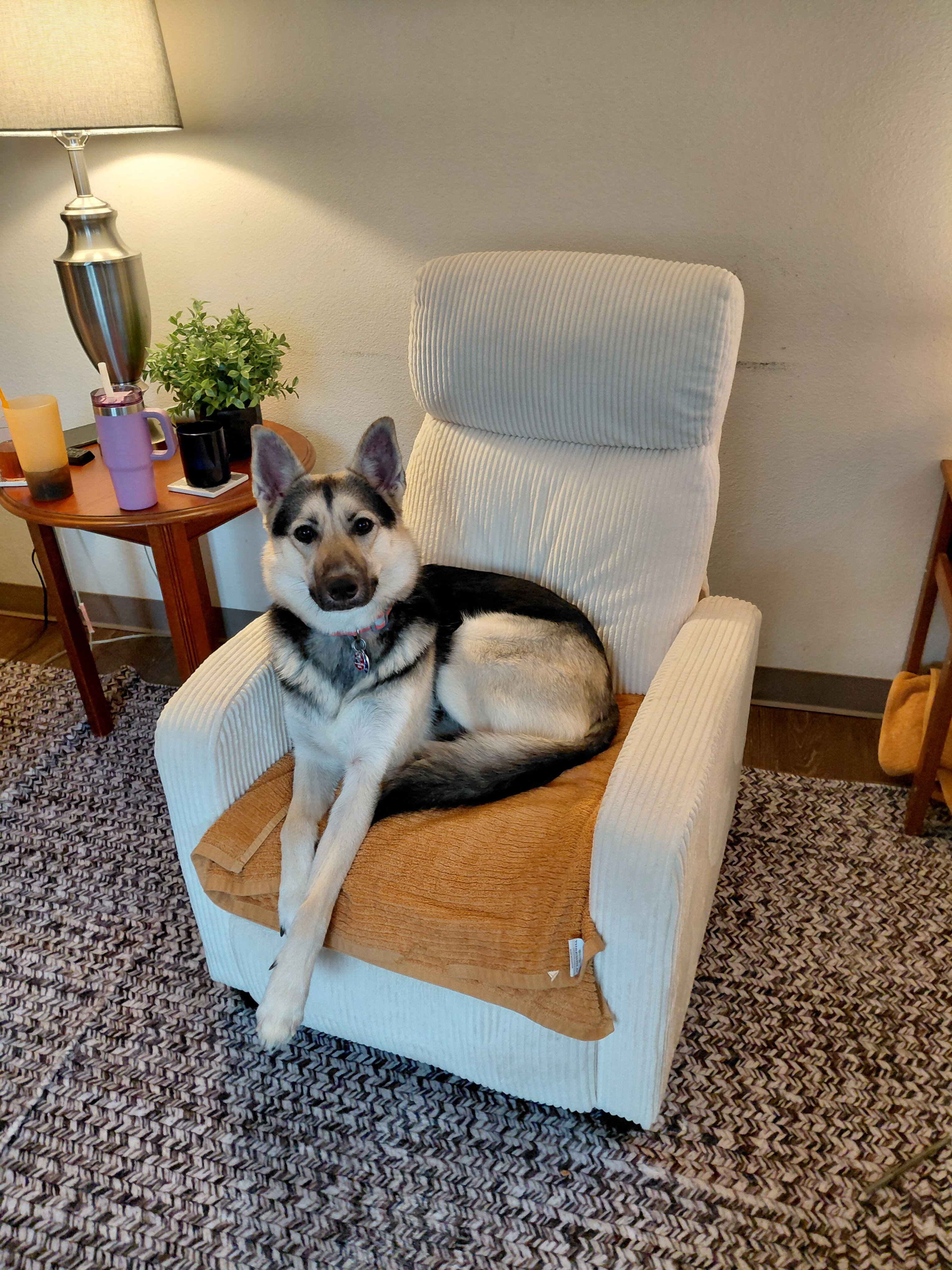 BEAUTIFUL GERMAN SHEPHERD HUSKY MIX image 1