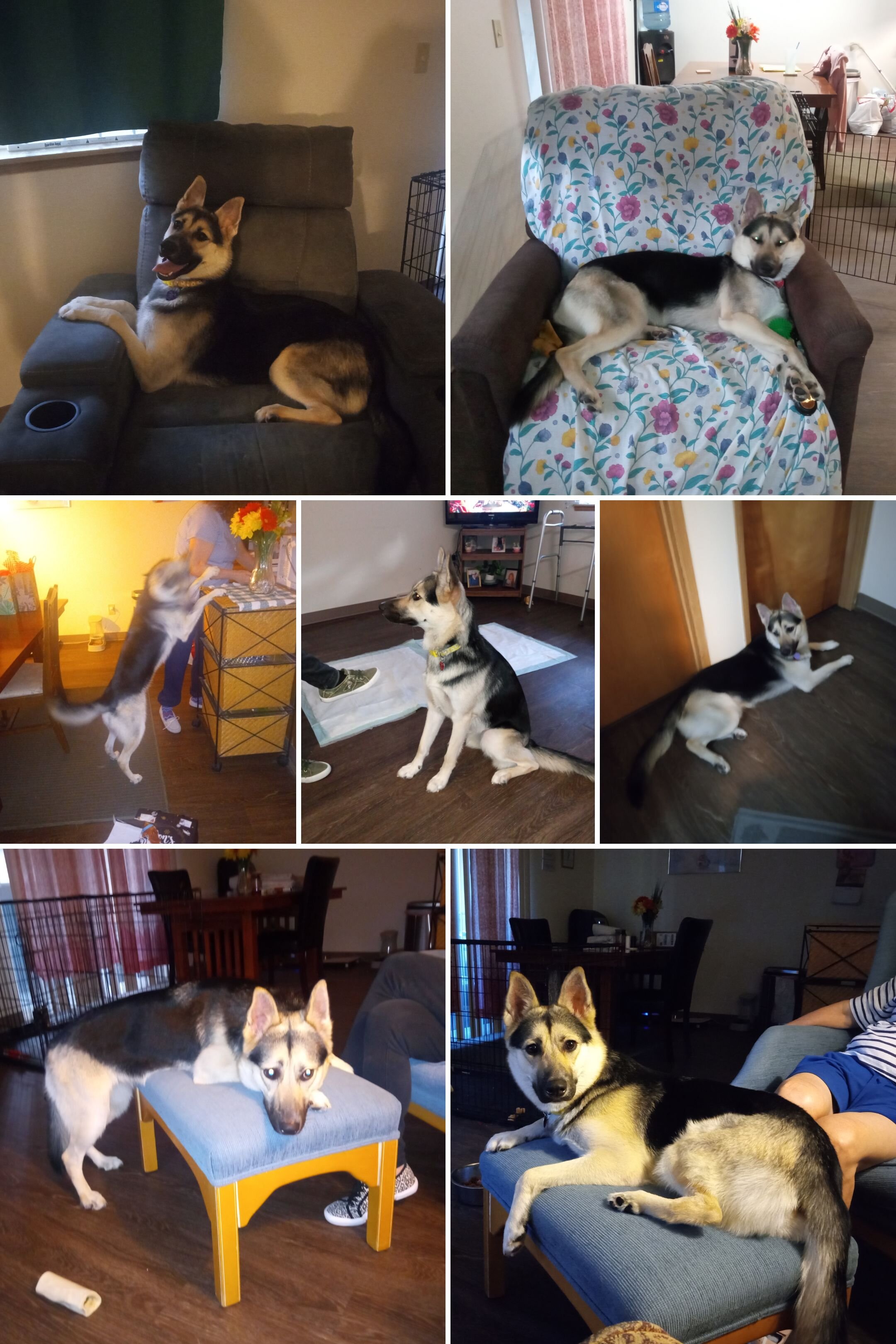 BEAUTIFUL GERMAN SHEPHERD HUSKY MIX image 5
