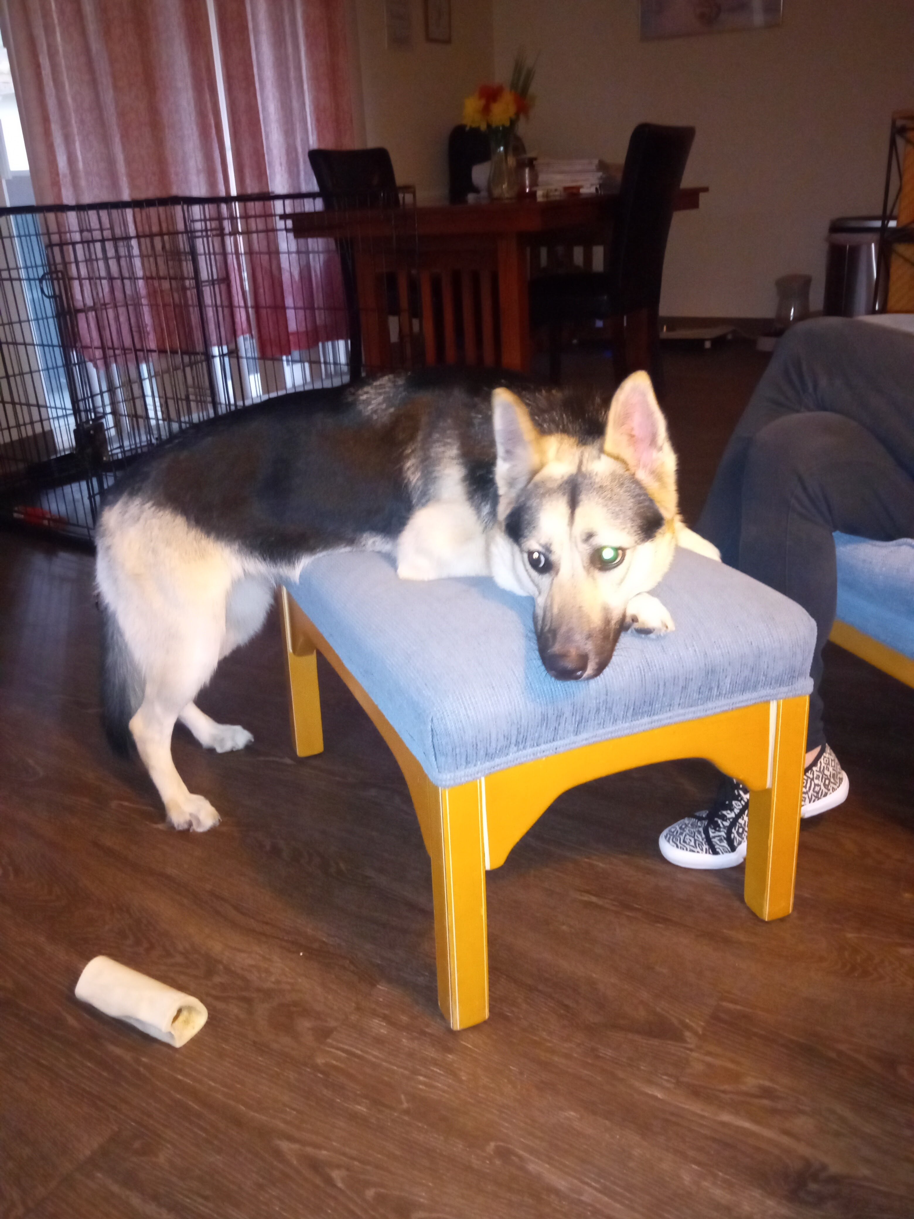 BEAUTIFUL GERMAN SHEPHERD HUSKY MIX image 4