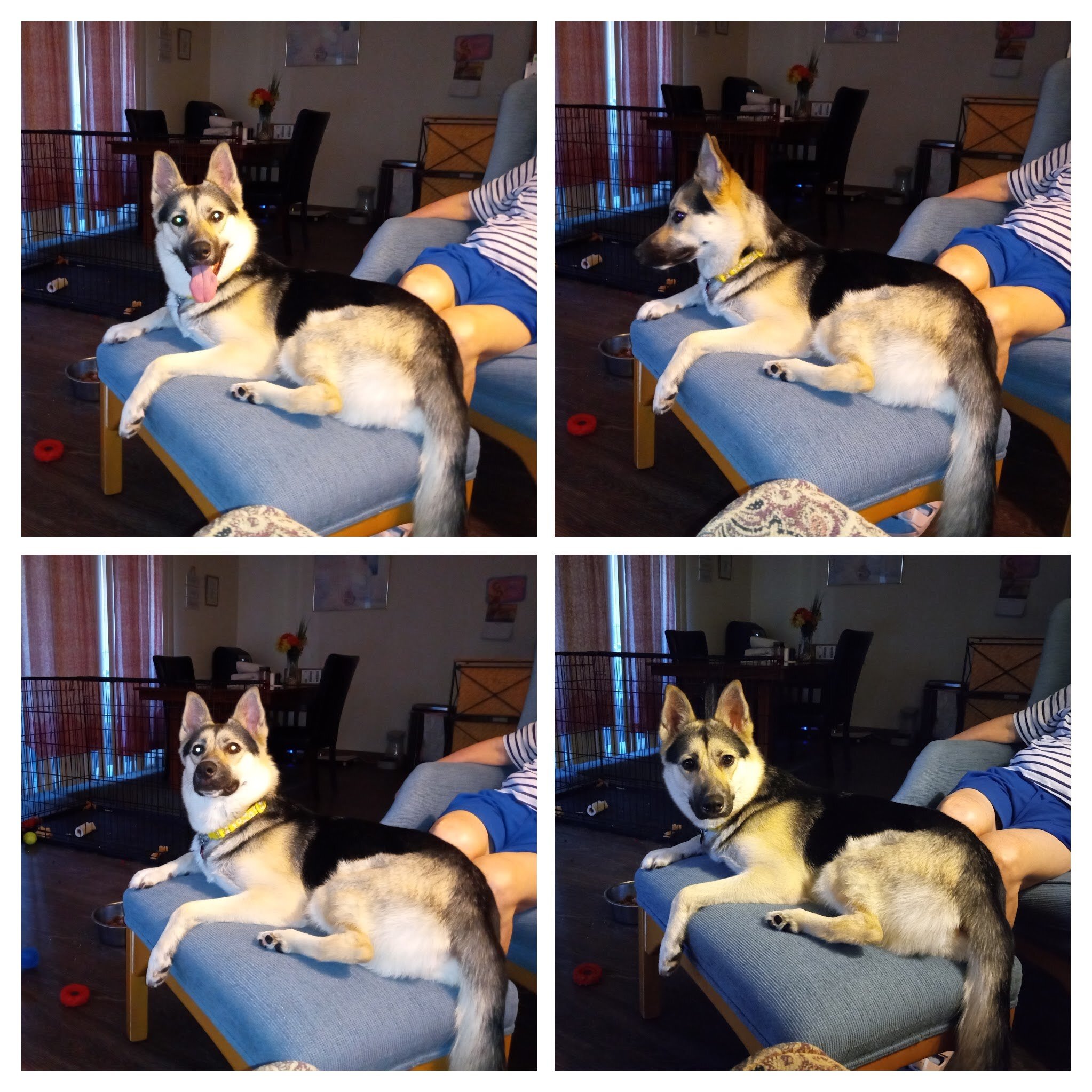BEAUTIFUL GERMAN SHEPHERD HUSKY MIX image 2
