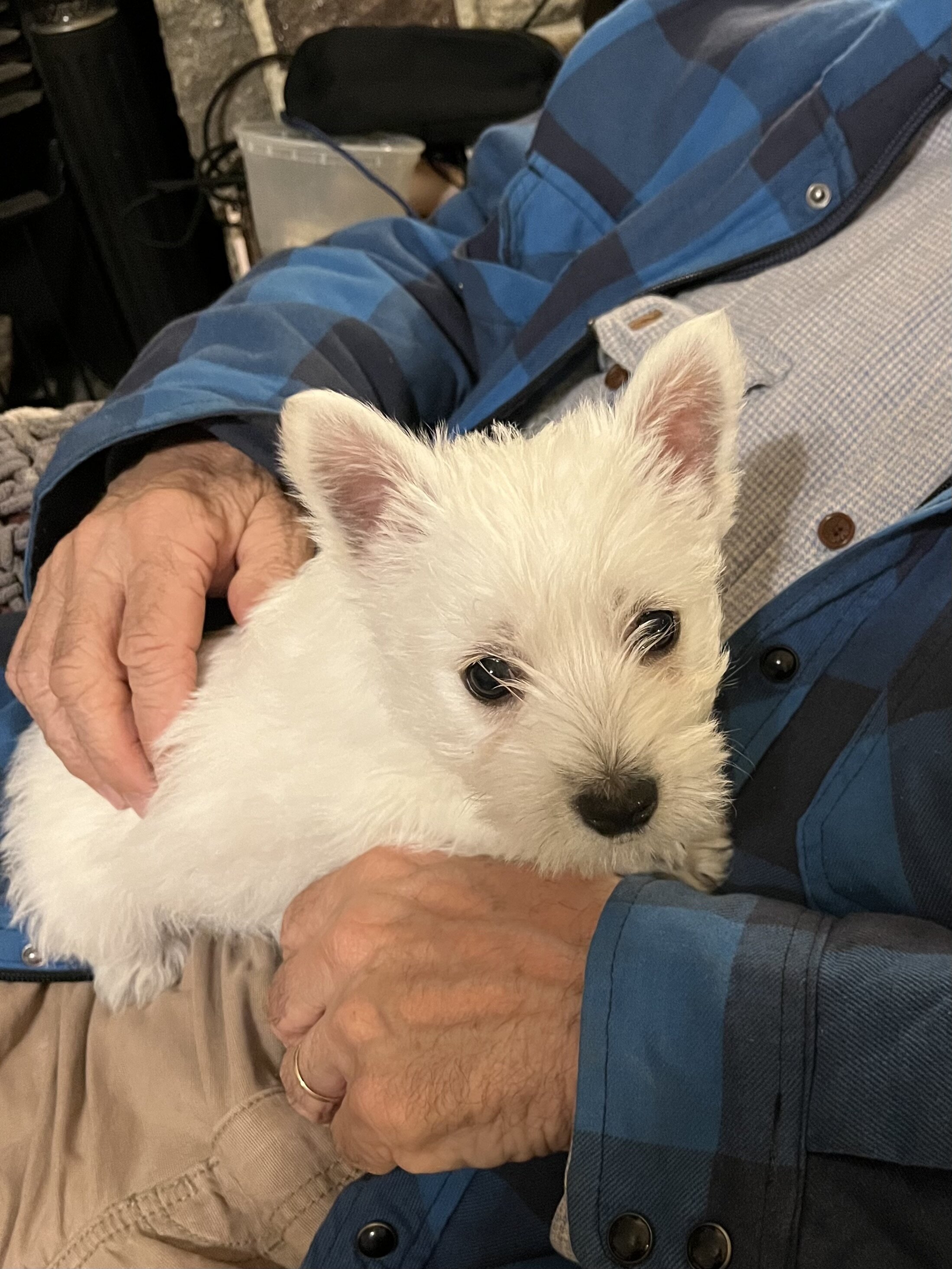 West Highland White Terrier puppies image 1