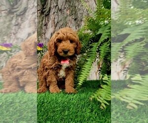 GAVIN MINI Goldendoodle (Miniature) Puppy For Sale image 1