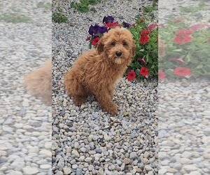 BARRY MINIATURE Goldendoodle Puppy For SaleMeet Ba image 1