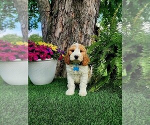 ODIE MINI Goldendoodle (Miniature) Puppy For Sale image 1
