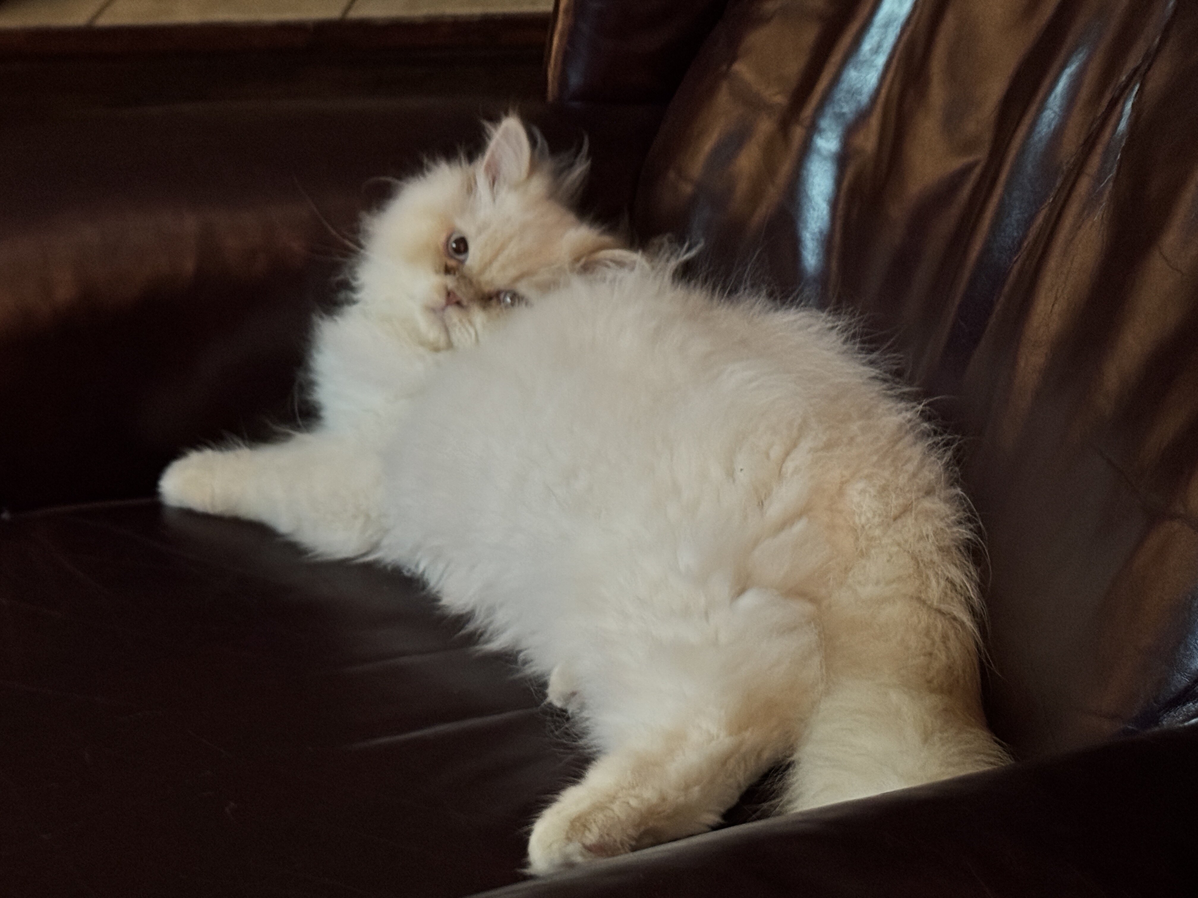 Himalayan Persian brothers kittens image 6