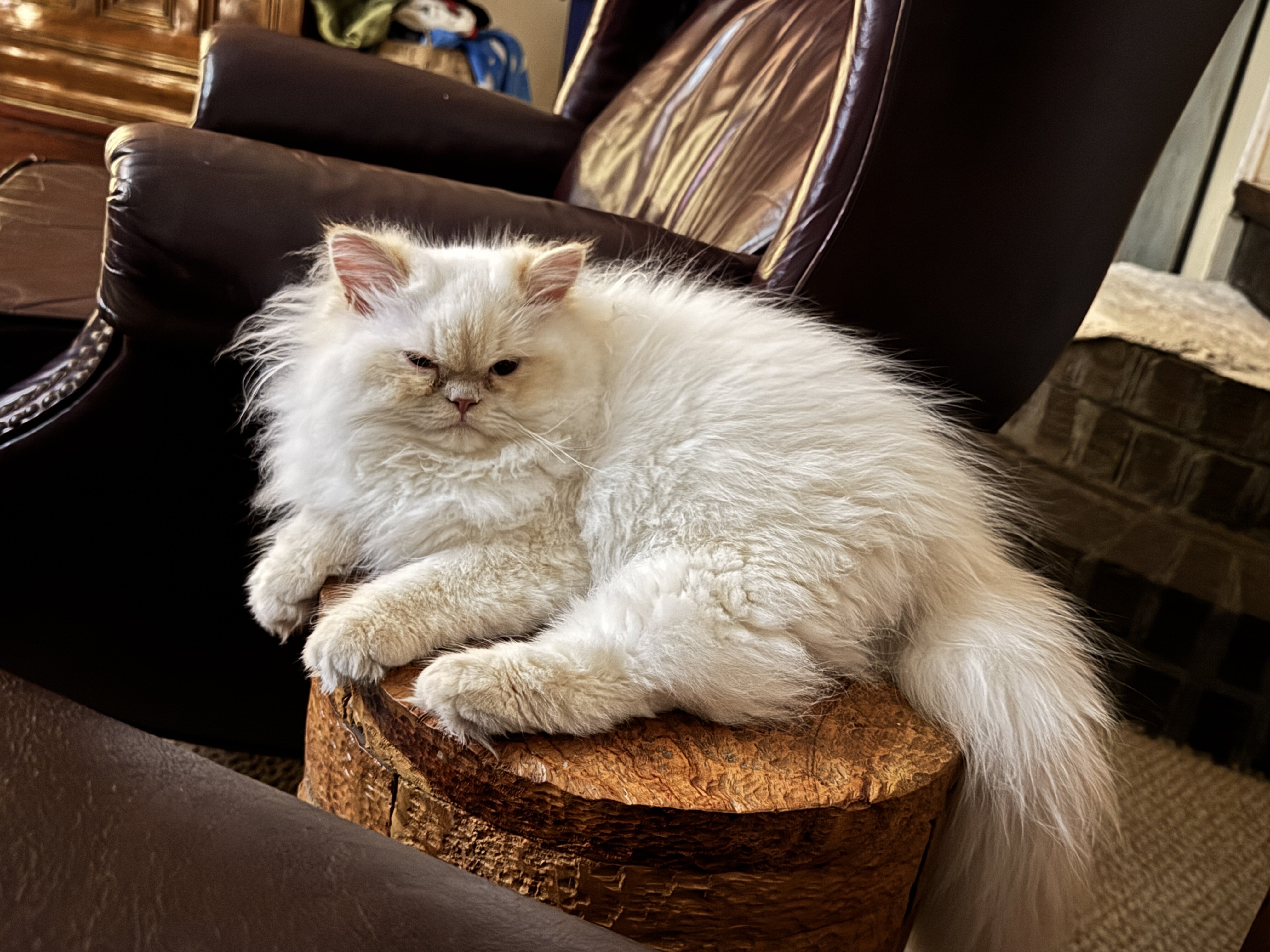 Himalayan Persian brothers kittens image 5
