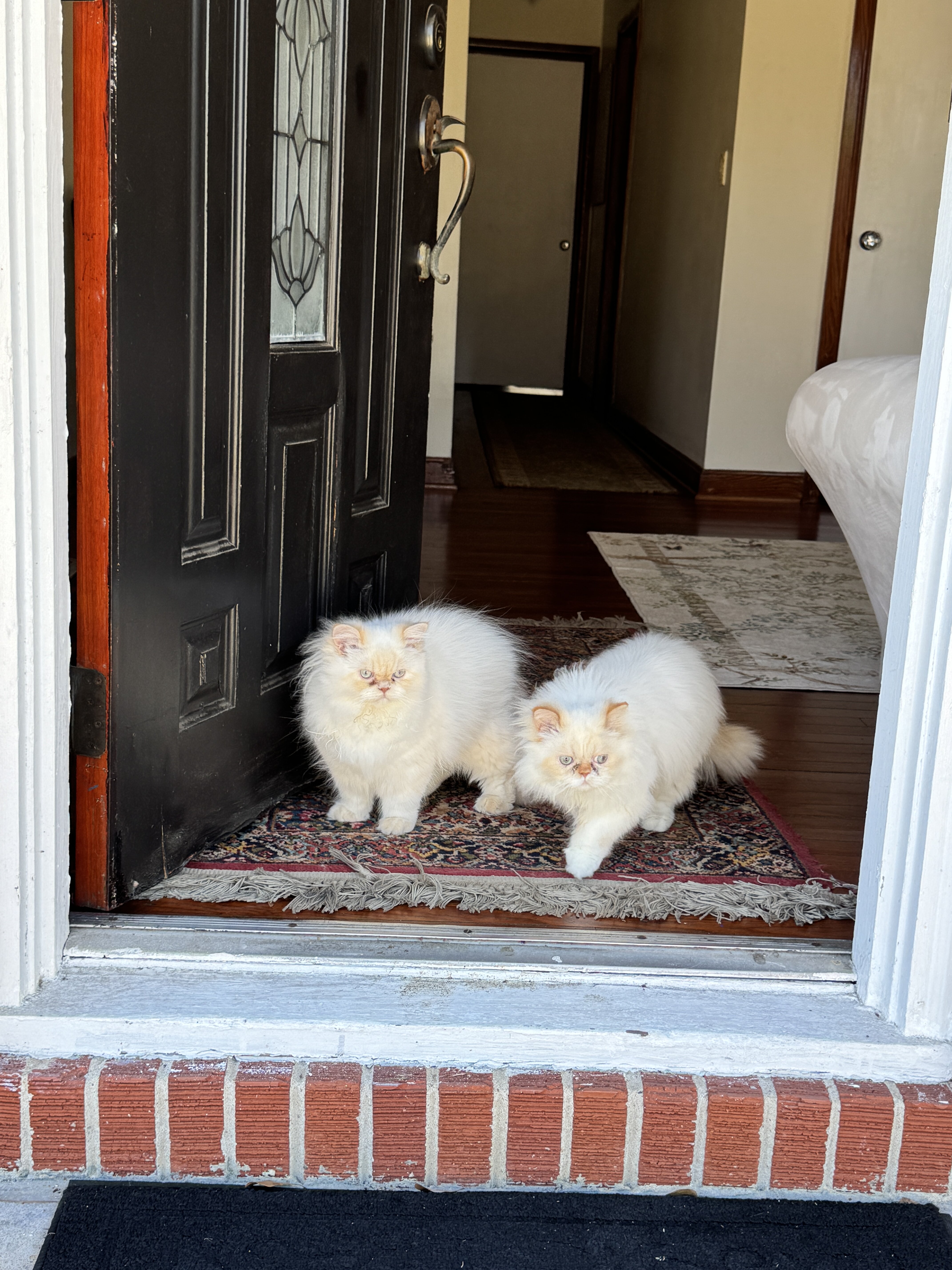 Himalayan Persian brothers kittens image 3