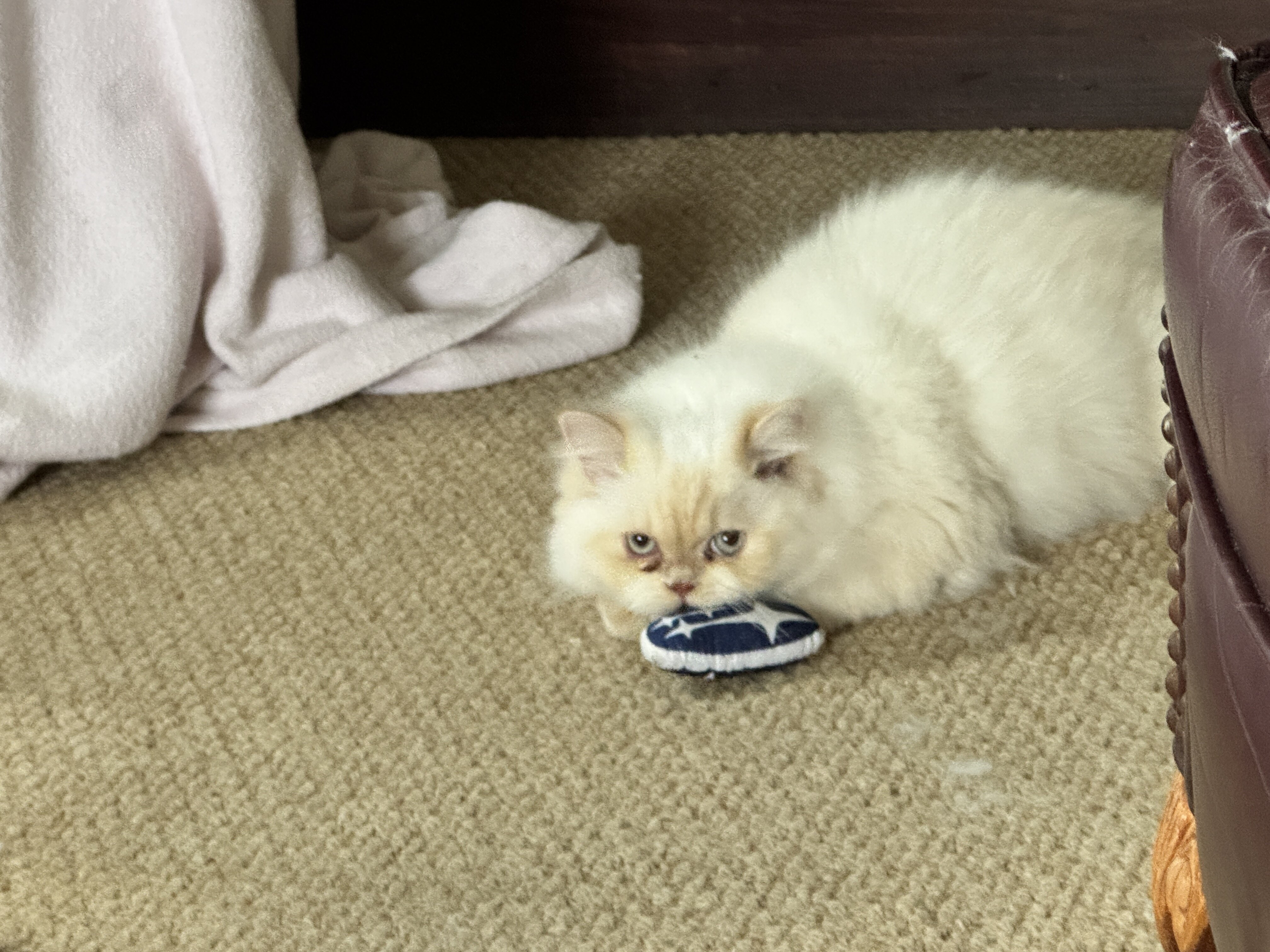 Himalayan Persian brothers kittens image 4