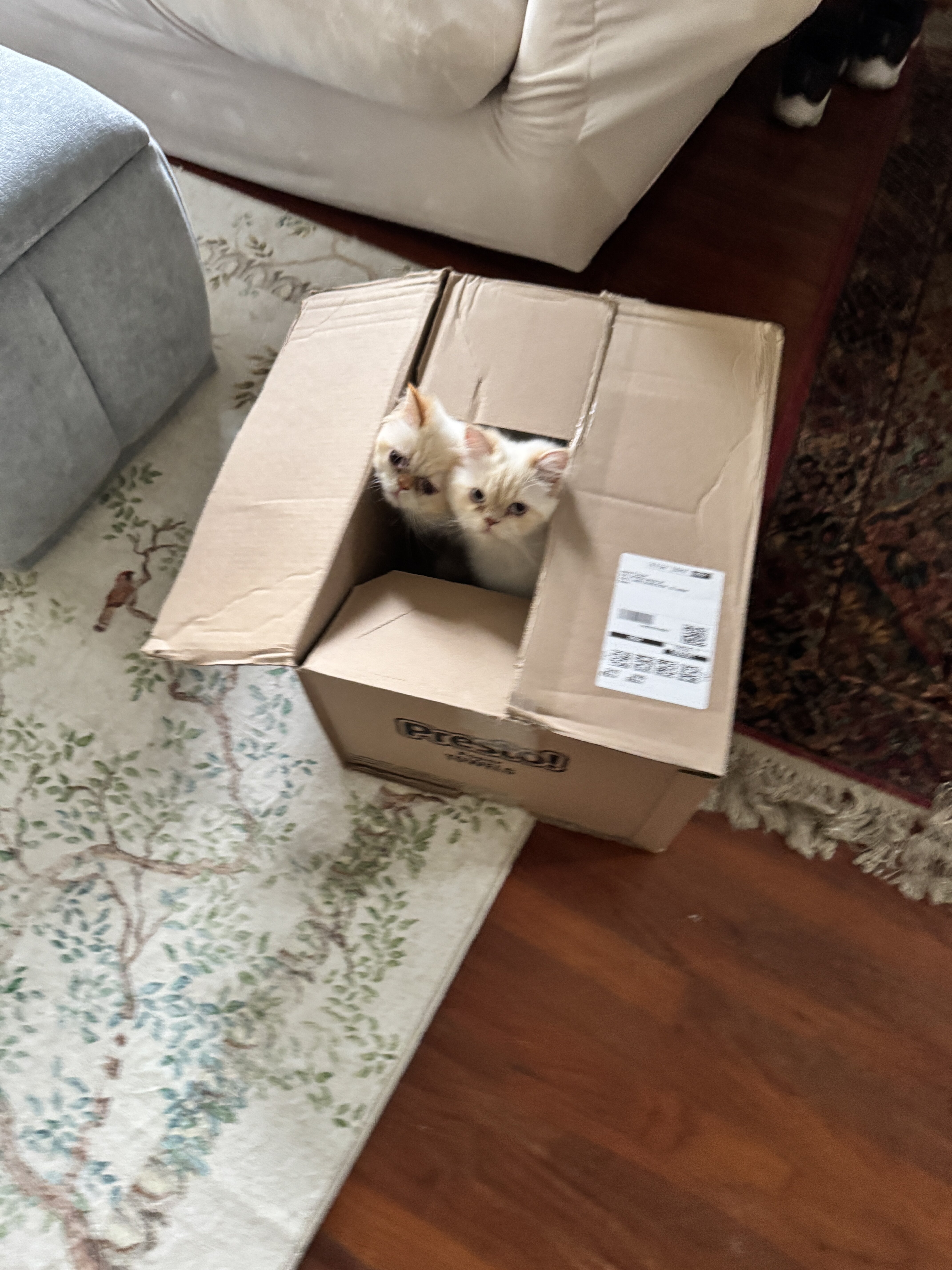 Himalayan Persian brothers kittens image 1