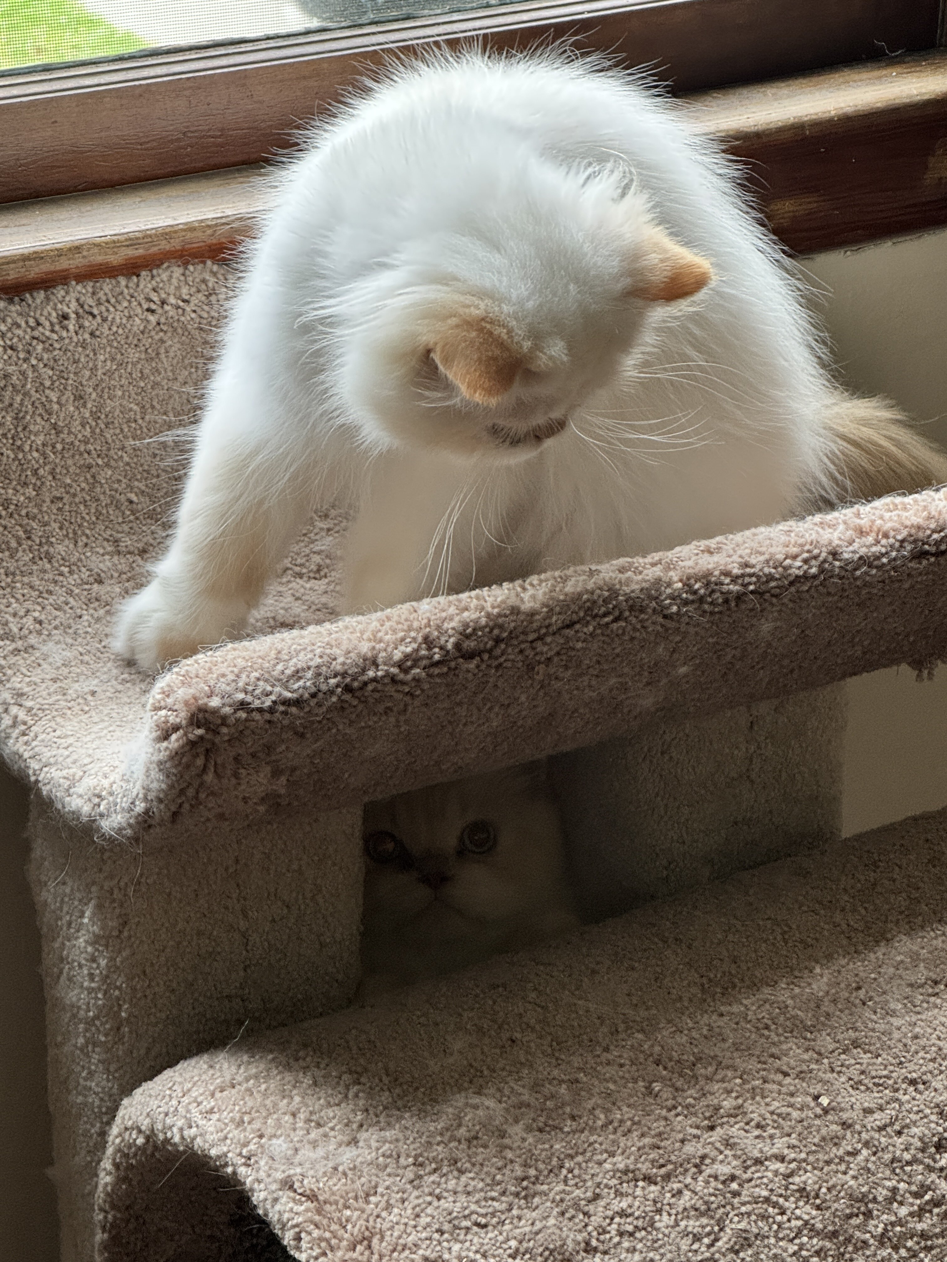 Himalayan Persian brothers kittens image 2