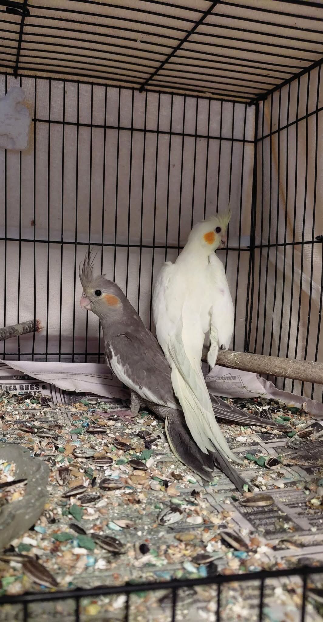 2 beautiful cockatiel babies image 1