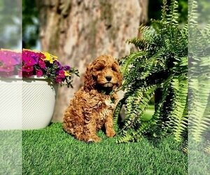 BARRON MINI Goldendoodle Puppies For Sale image 1