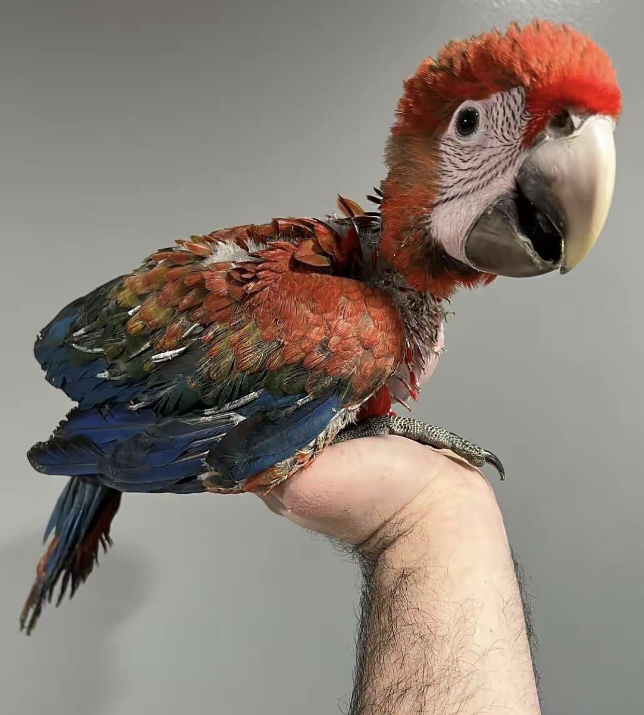 Tiny but Mighty – Little Macaw Parrot Seeking a Gr image 2