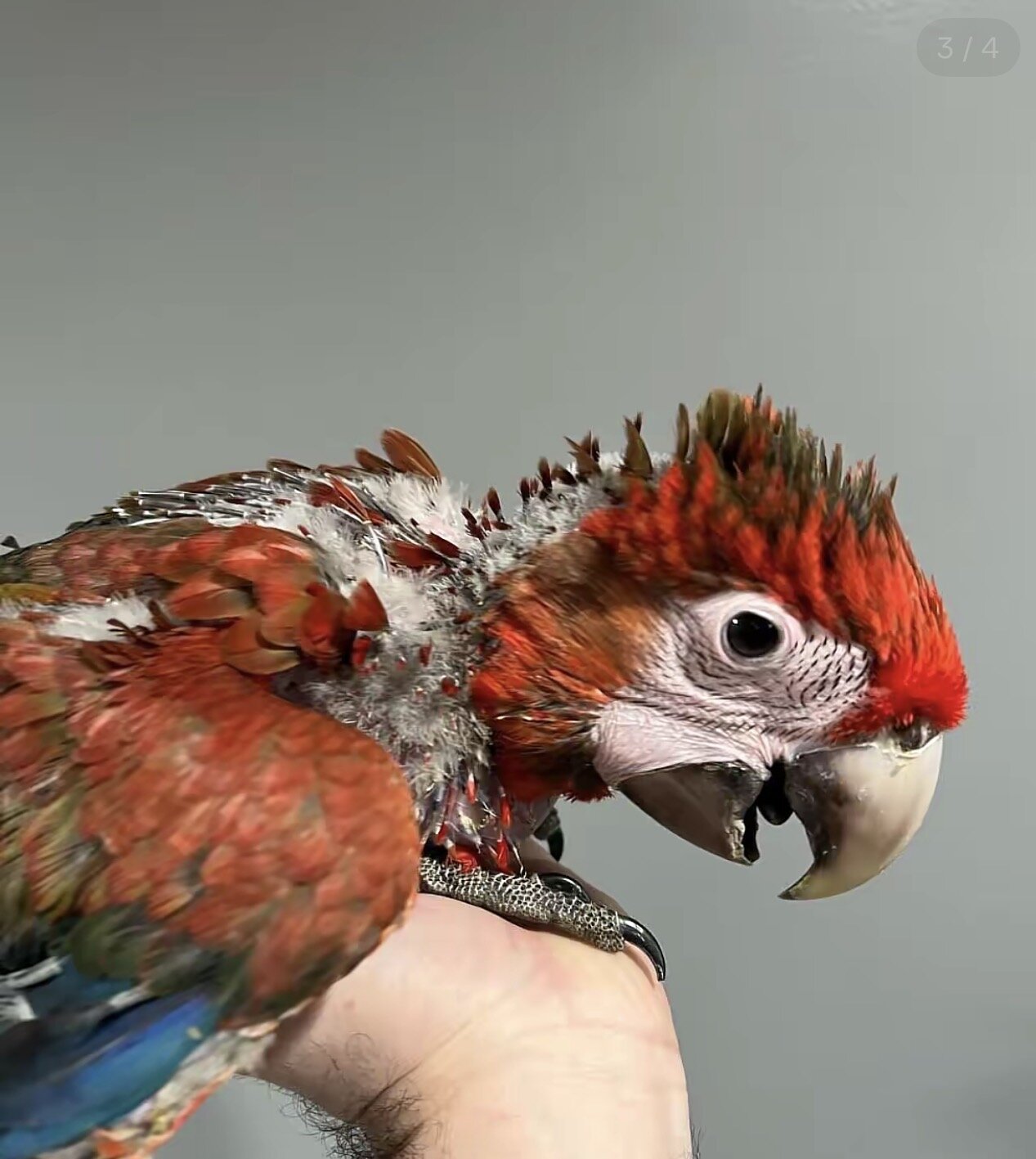 Tiny but Mighty – Little Macaw Parrot Seeking a Gr image 3