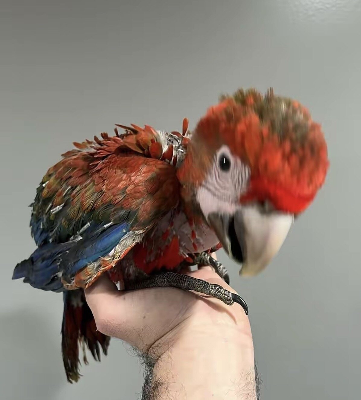 Tiny but Mighty – Little Macaw Parrot Seeking a Gr image 1